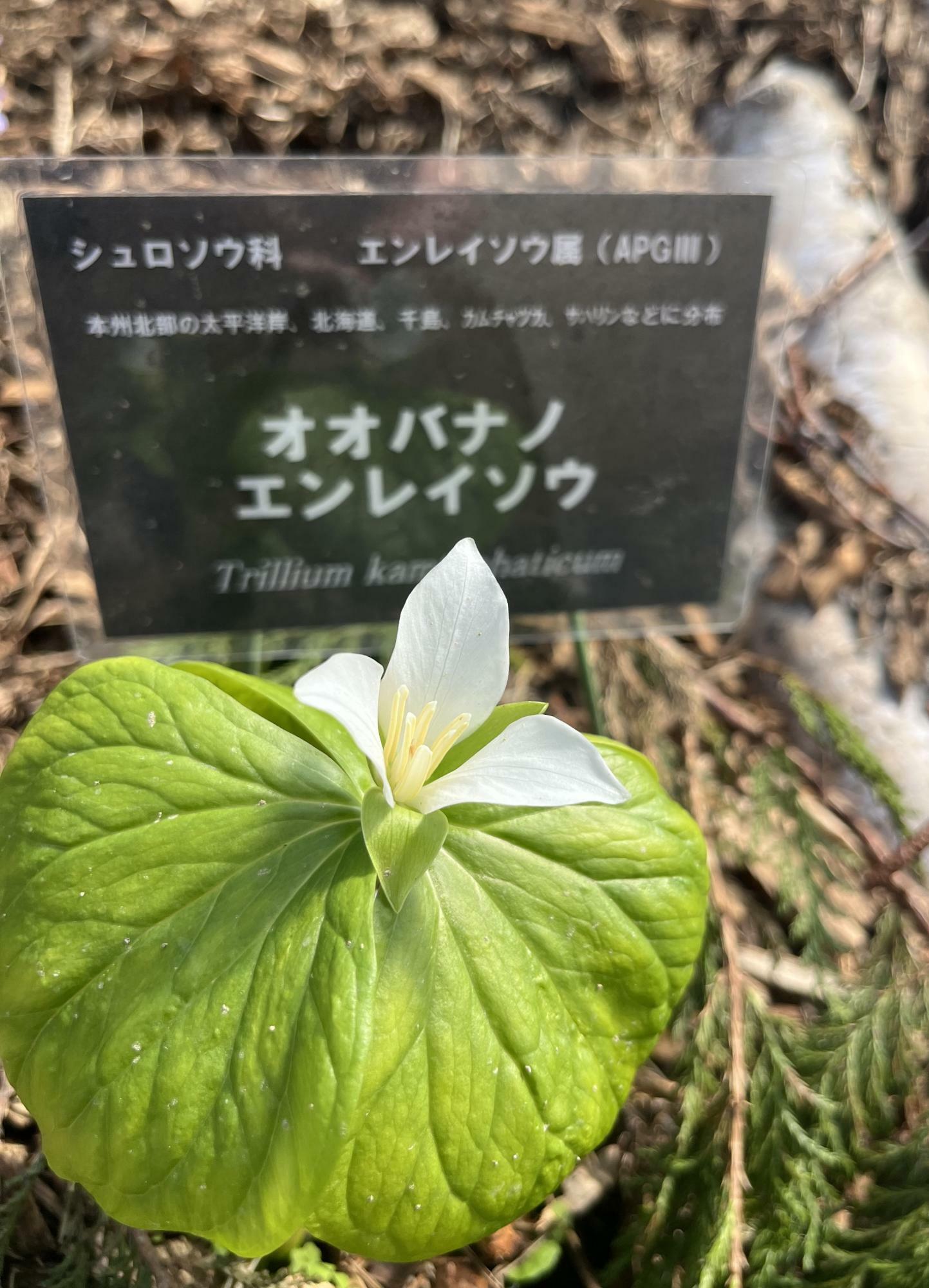 3枚の葉の上に白い花を咲かせるオオバナノエンレイソウ
