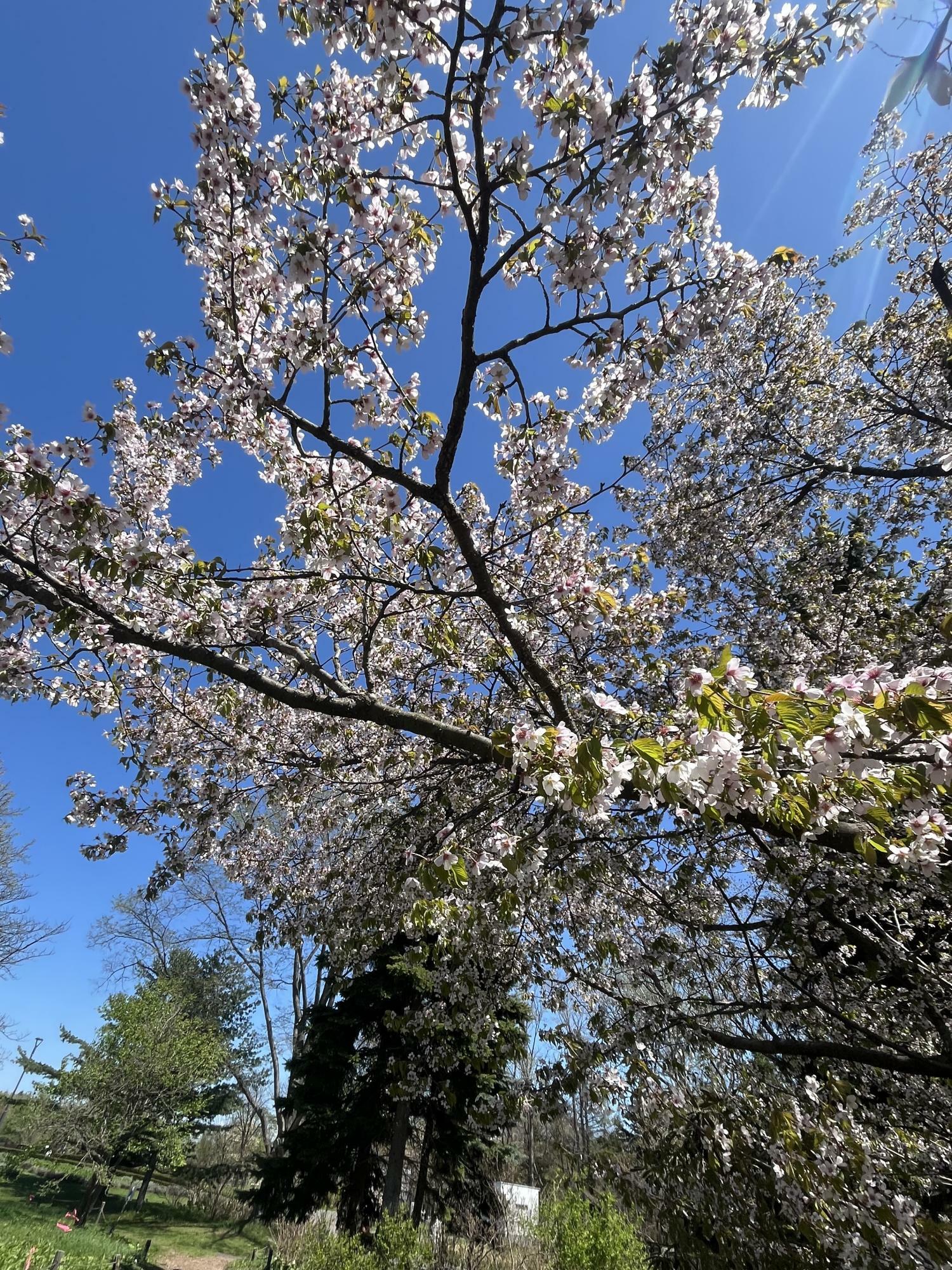 大きな桜の木。たくさんの小さな桜は今日が見ごろ！