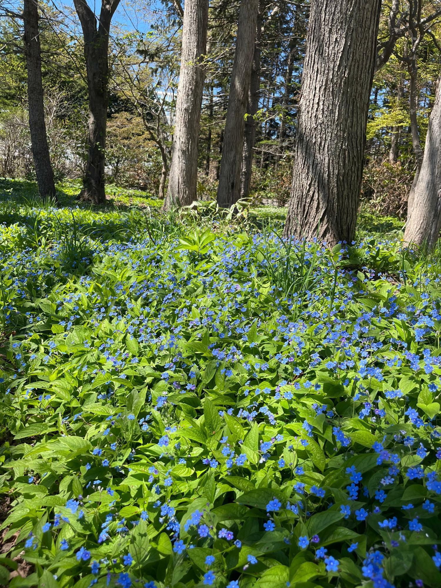 木陰には春の野の花が咲いています