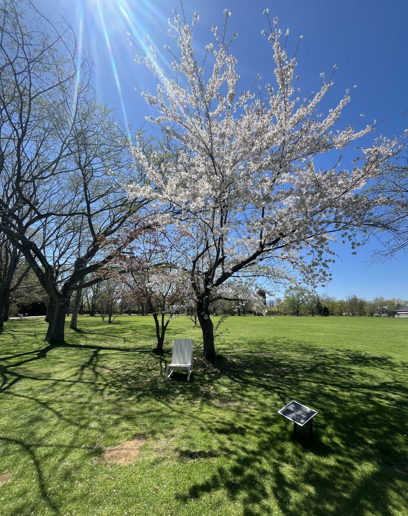 桜の木の下に木の椅子がありました