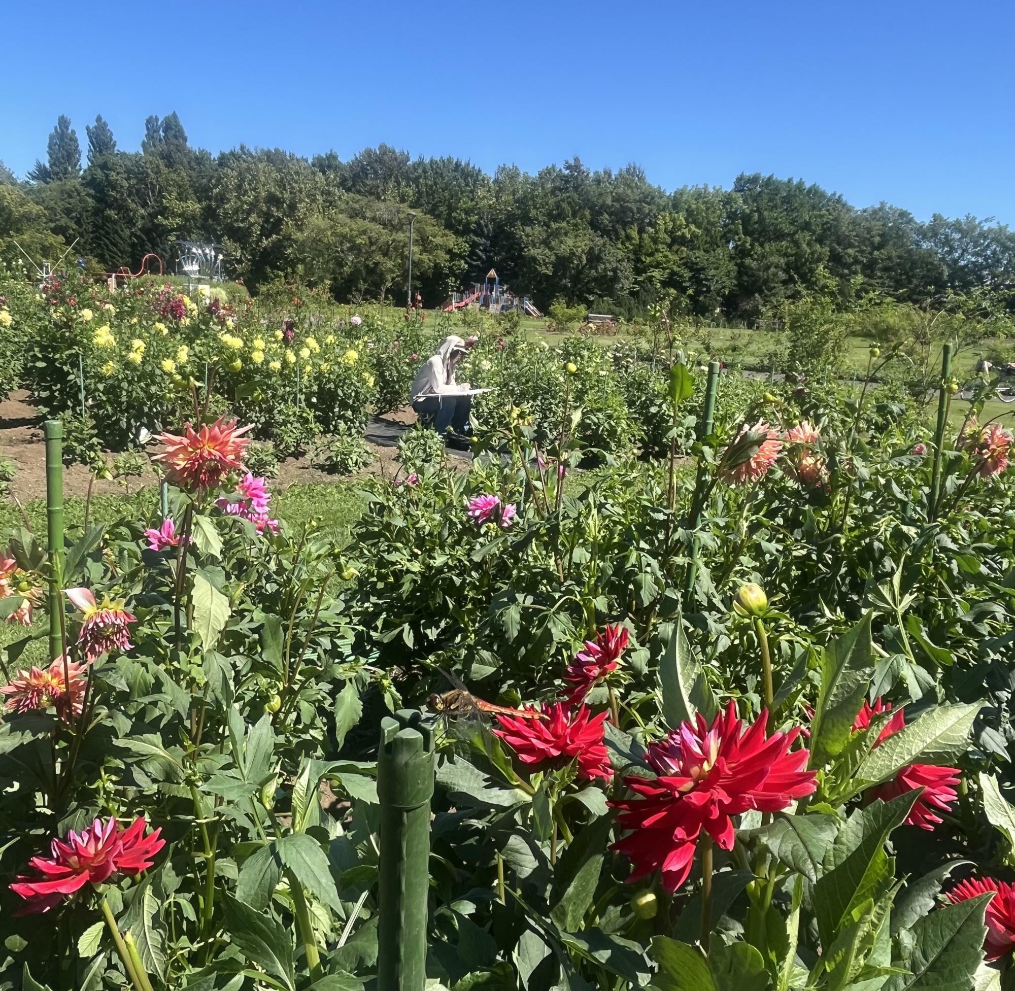 美しいダリアの花壇の中で、写生をする女性がいました