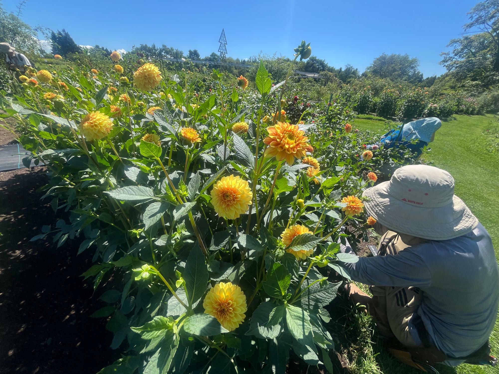 大きな花を着けるダリアなので、こういう作業は大事ですね