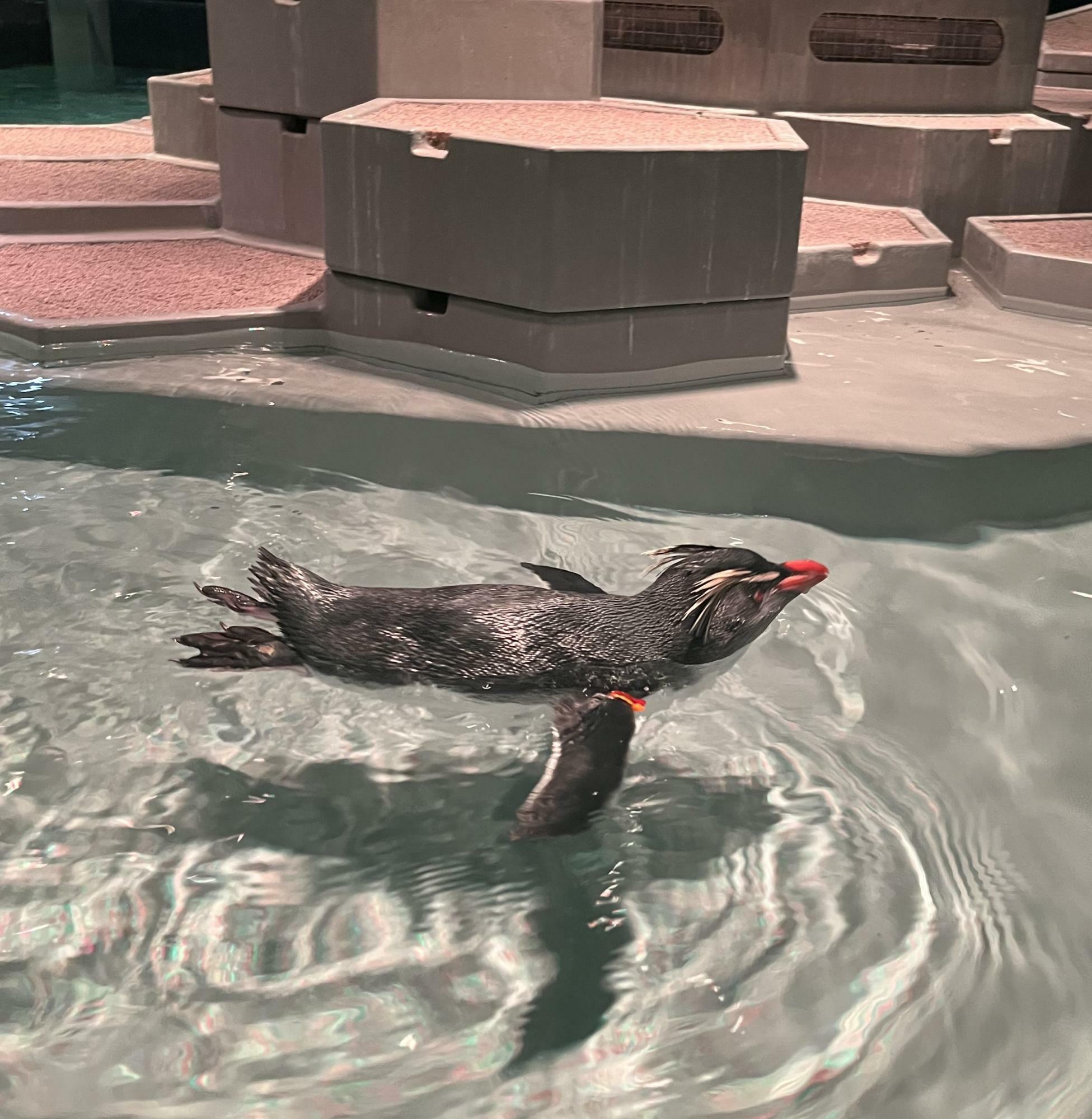 やっぱり可愛いペンギン！