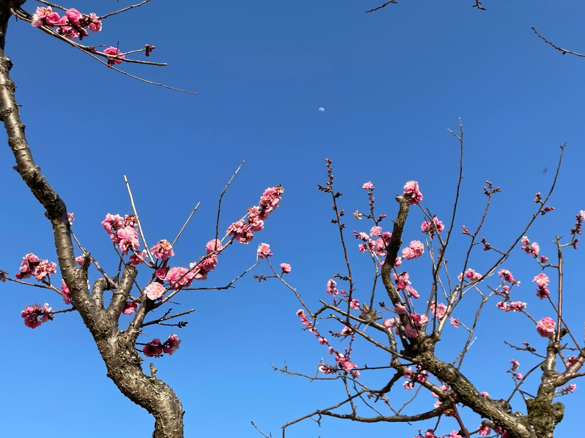 濃いめの桜ピンクが青空に映えて綺麗！（３月１９日）