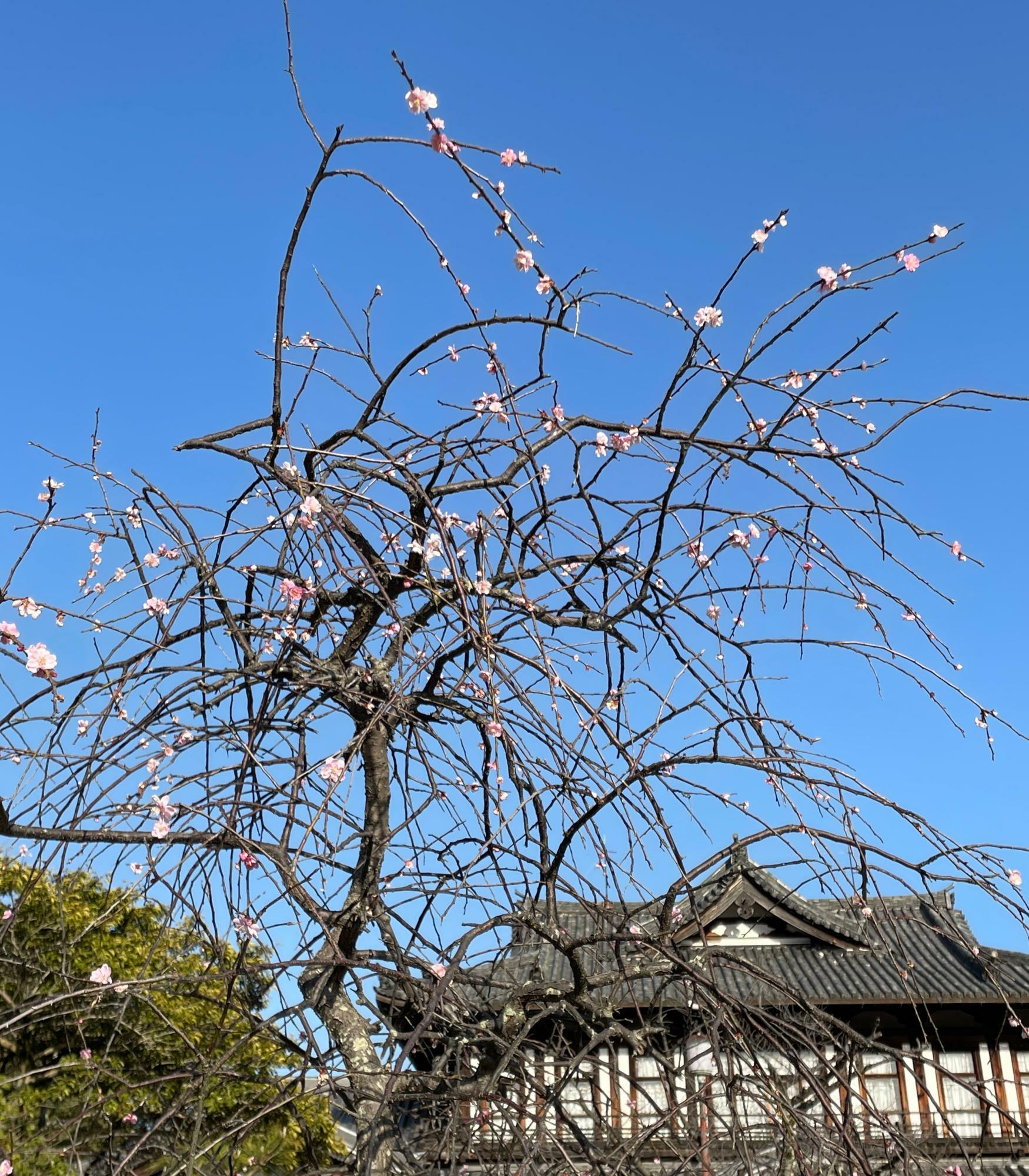 ちらほら桜が咲き出している木もあります（3月１９日）