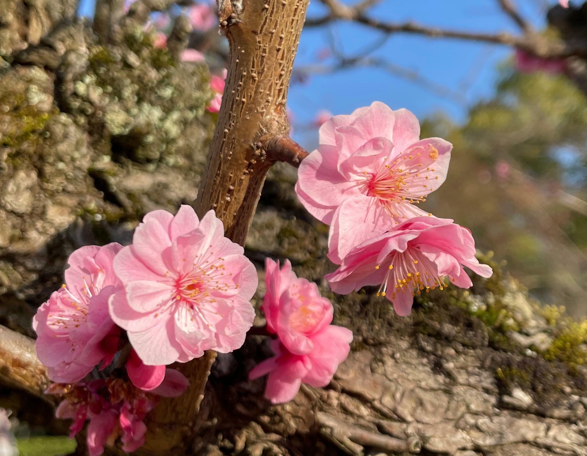 一足早く咲き出した桜（３月１９日）
