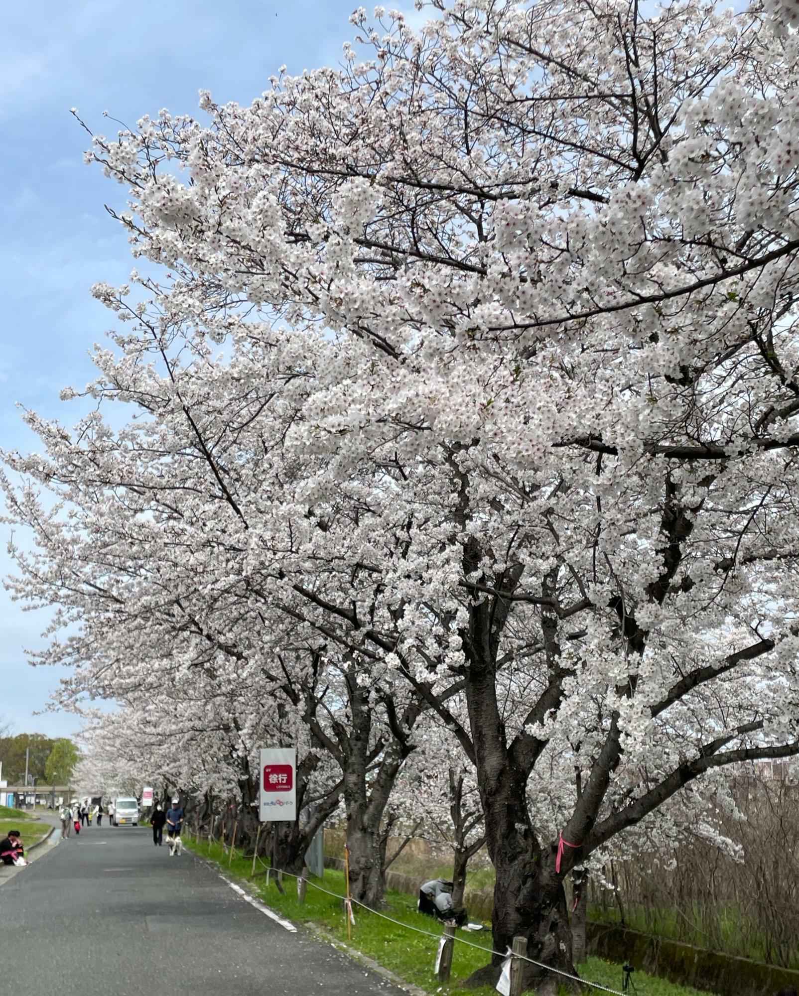 満開の桜並木が美しい！
