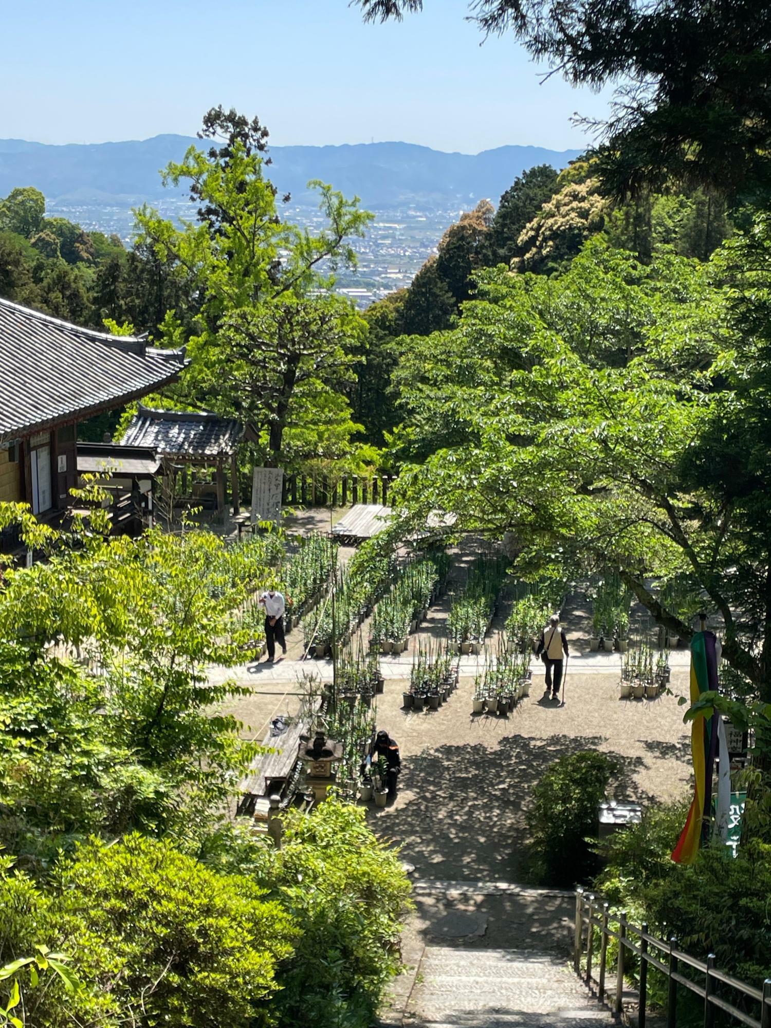 三重塔前の階段から見る本堂前のカサブランカの鉢と奈良盆地の風景