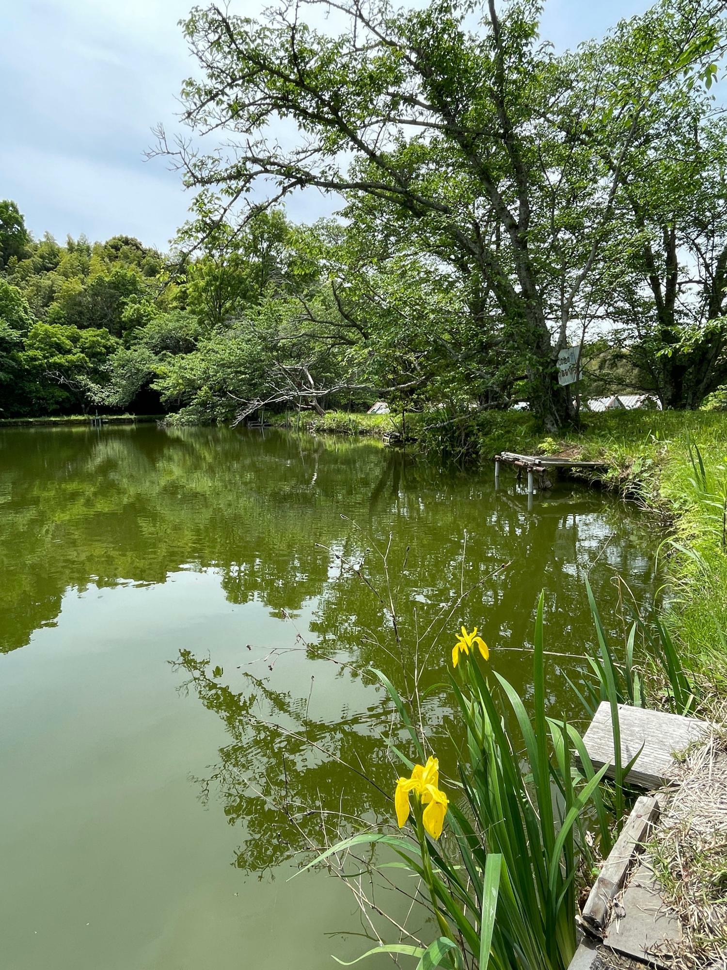 春は桜が美しい内山永久寺跡の本堂池