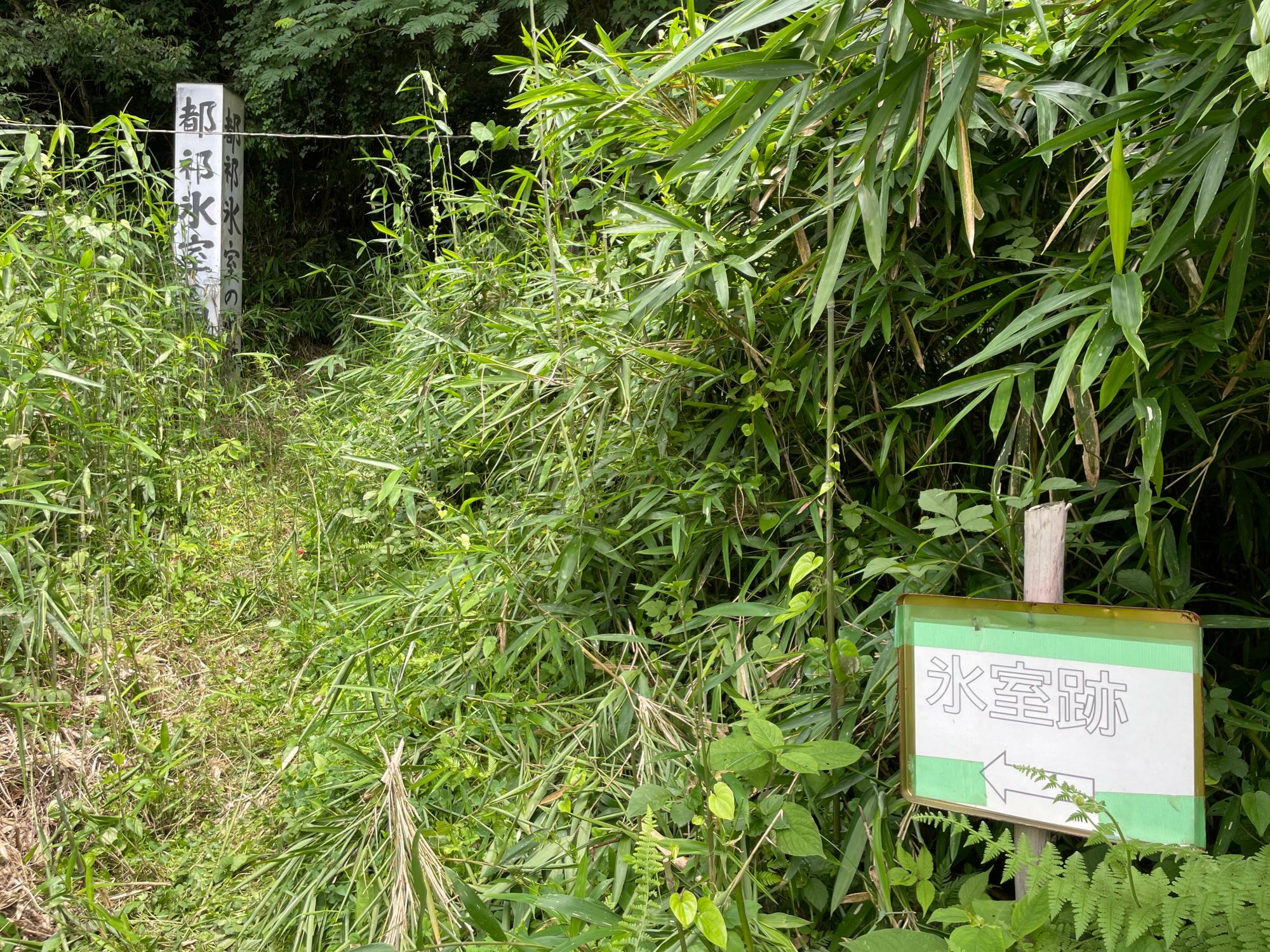 草がいっぱいの道を登るので、しっかり虫刺され予防を！