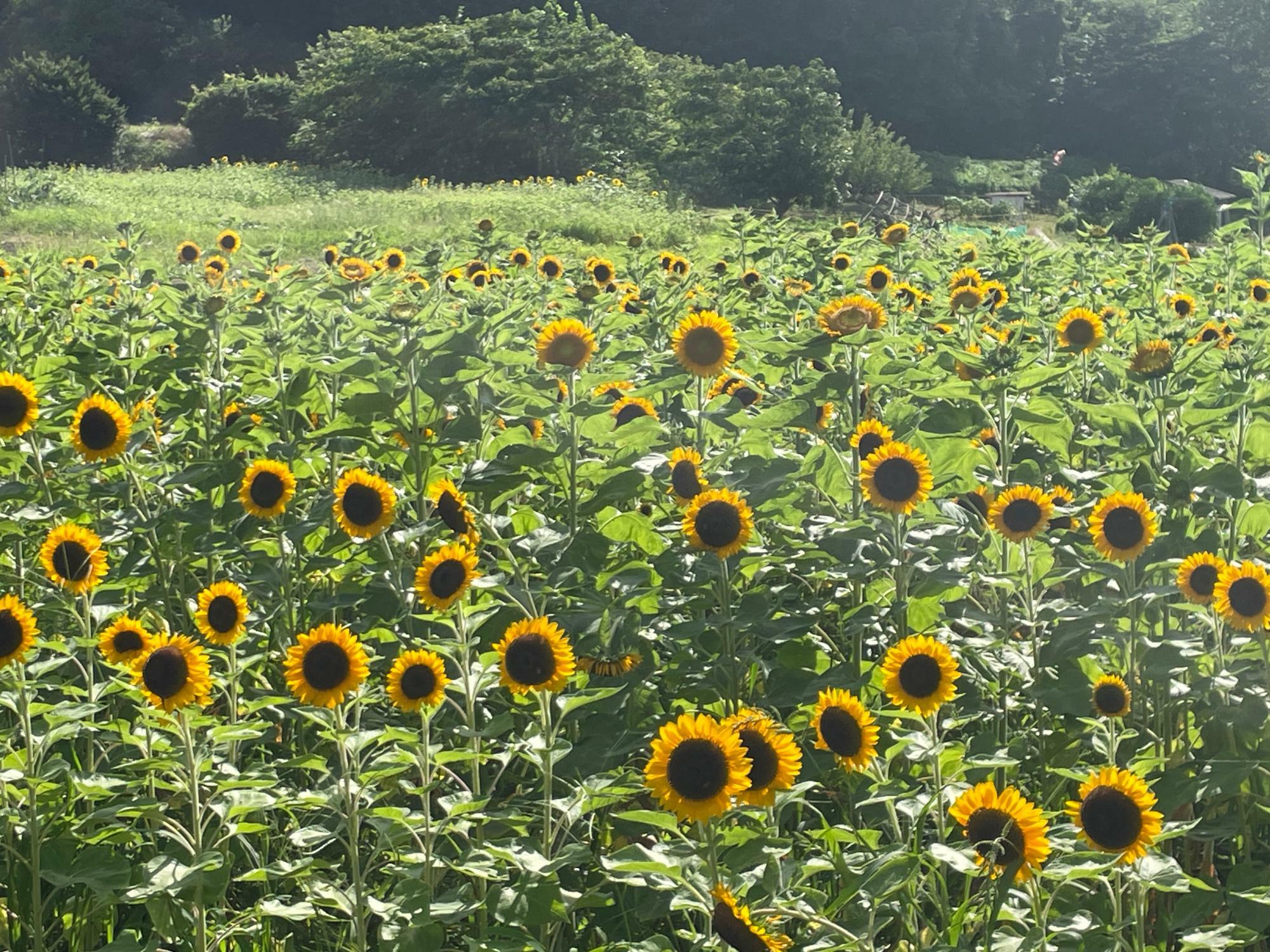 太陽の光をいっぱい浴びたいひまわりがせめぎあい！