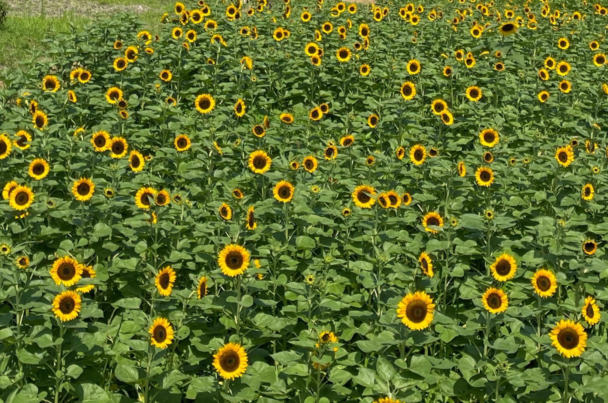 太陽に向かって元気いっぱいに咲くひまわり