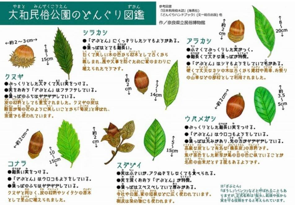 大和民俗公園のどんぐり図鑑