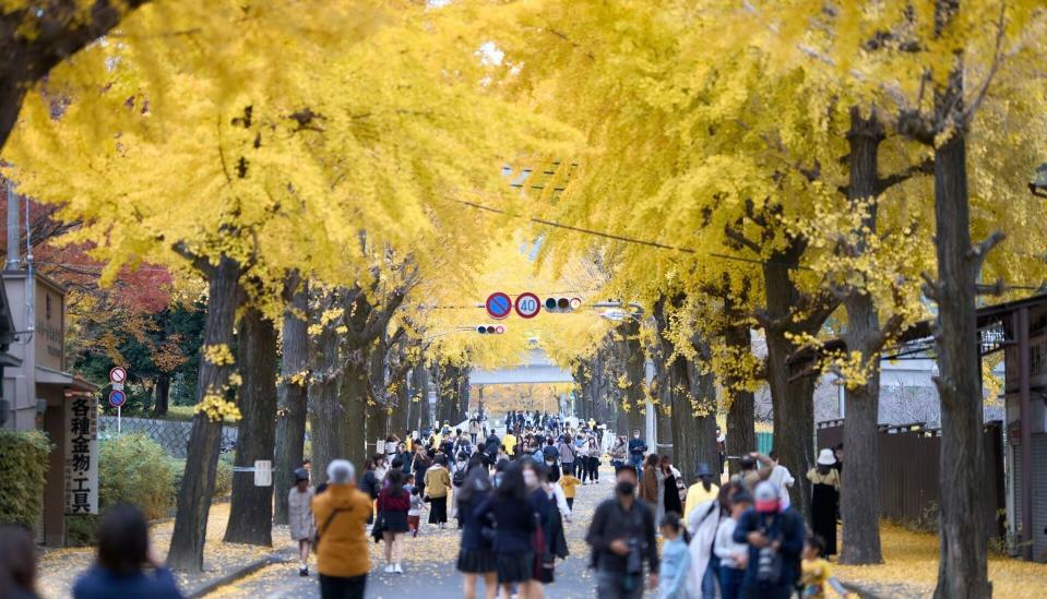 『ほこてんり』Instagramより　歩行者天国となって賑わう「親里大路のイチョウ並木」