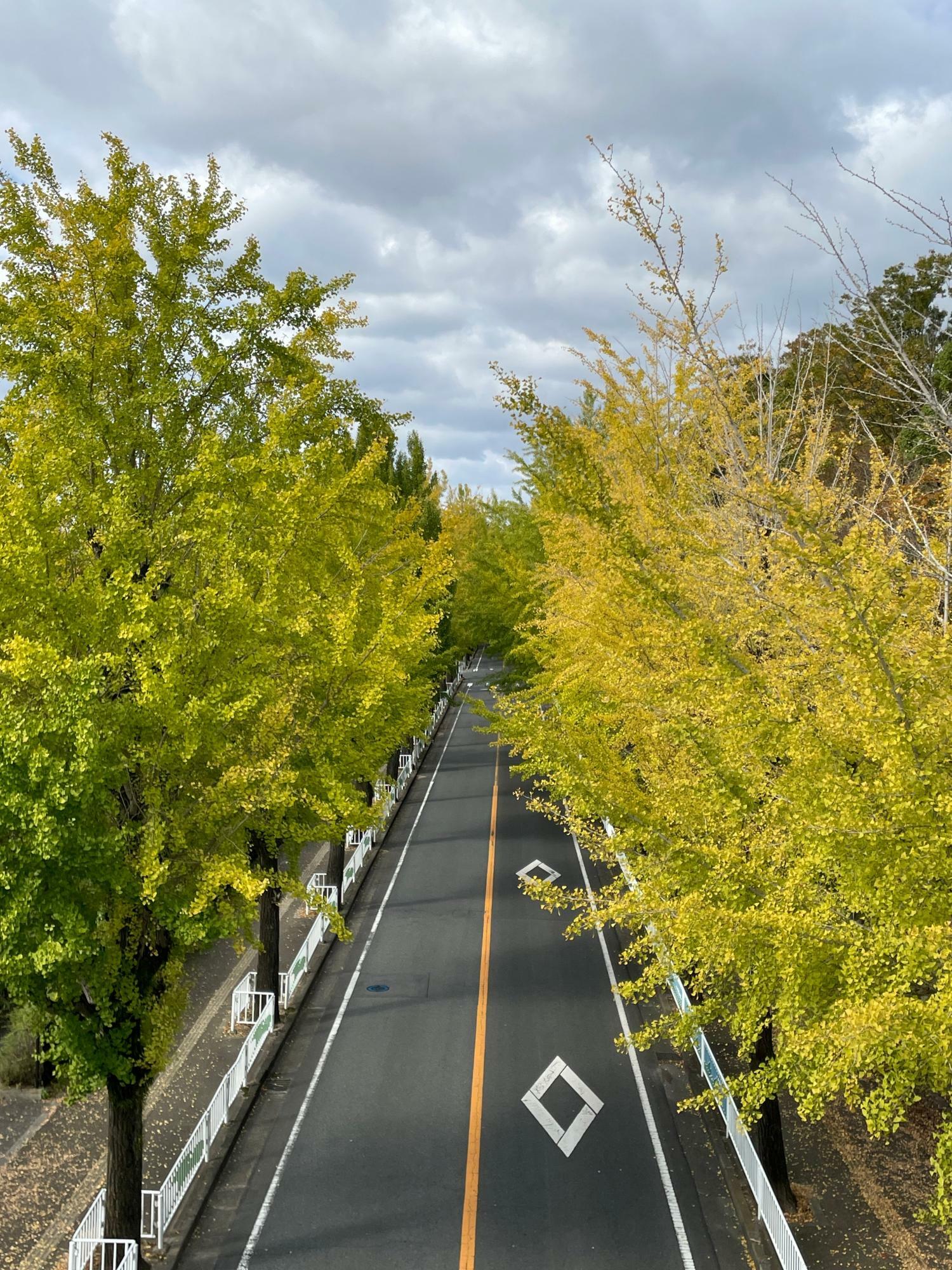 歩道橋から眺める「親里大路イチョウ並木」