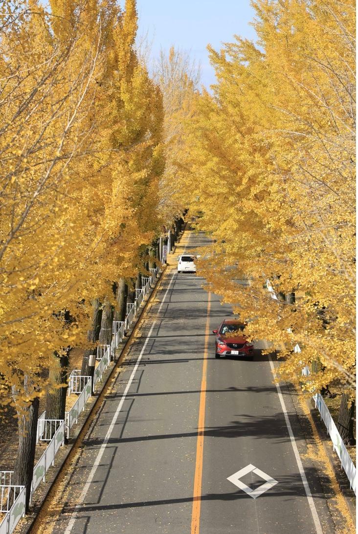 『ほこてんり』Instagramより　歩道橋から眺める景色は、まるでイチョウのトンネルのよう！