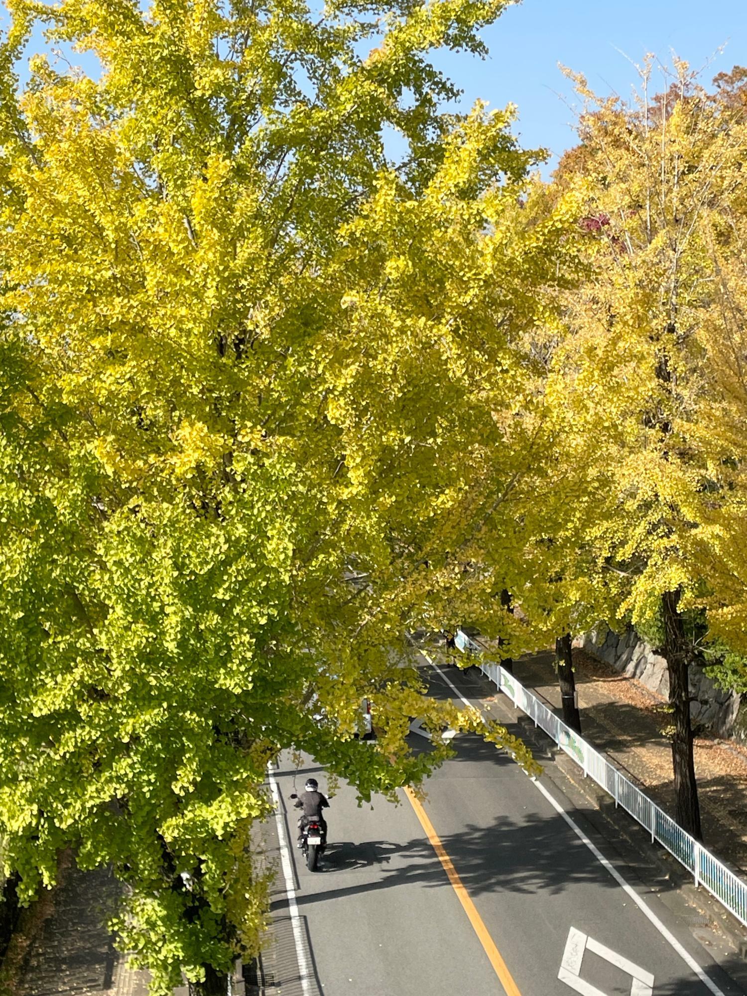 この時期ならではのグラデーションが美しいイチョウのトンネルを爽快に走る！