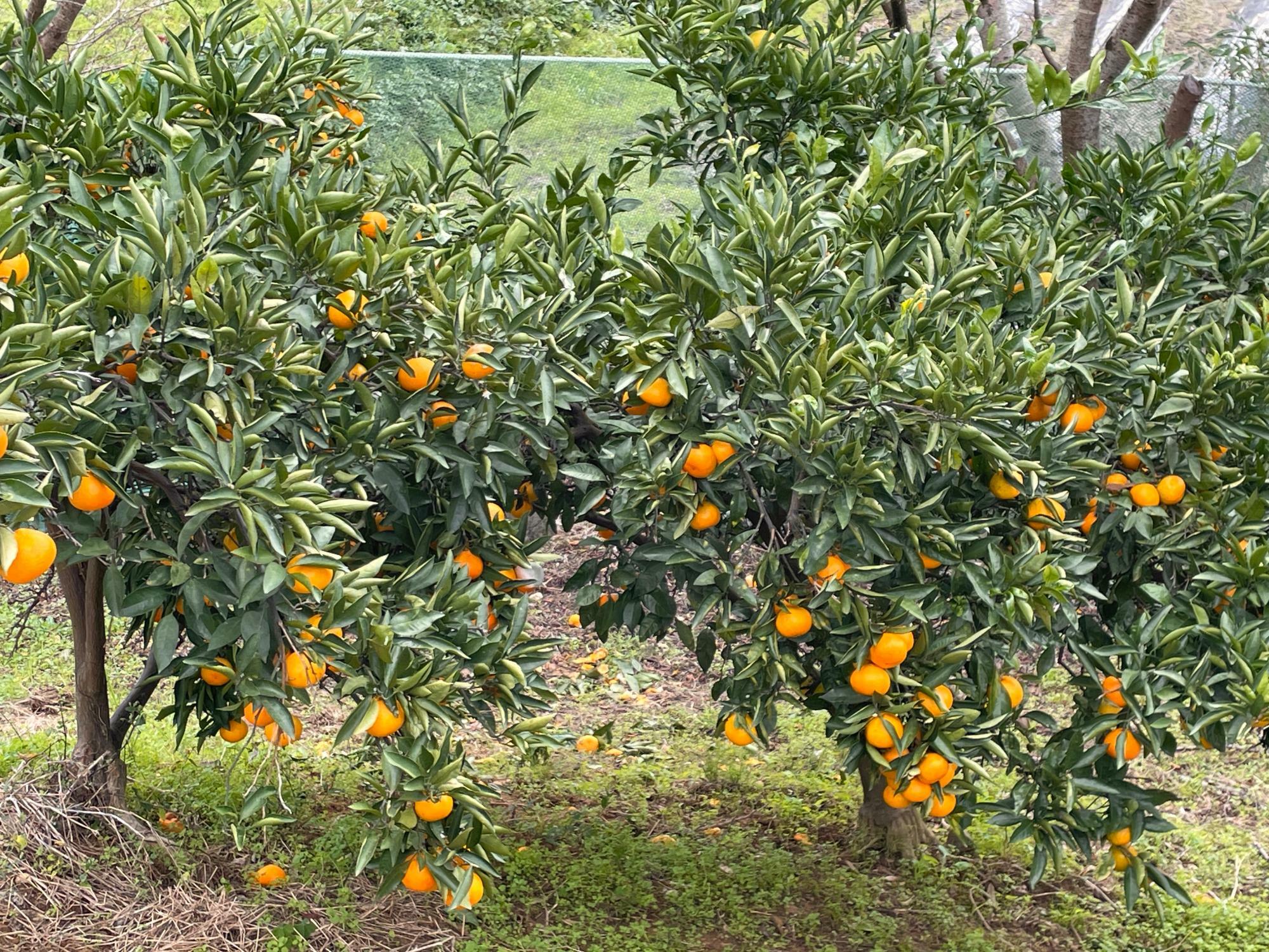 今にも木から落ちてきそうなみかん