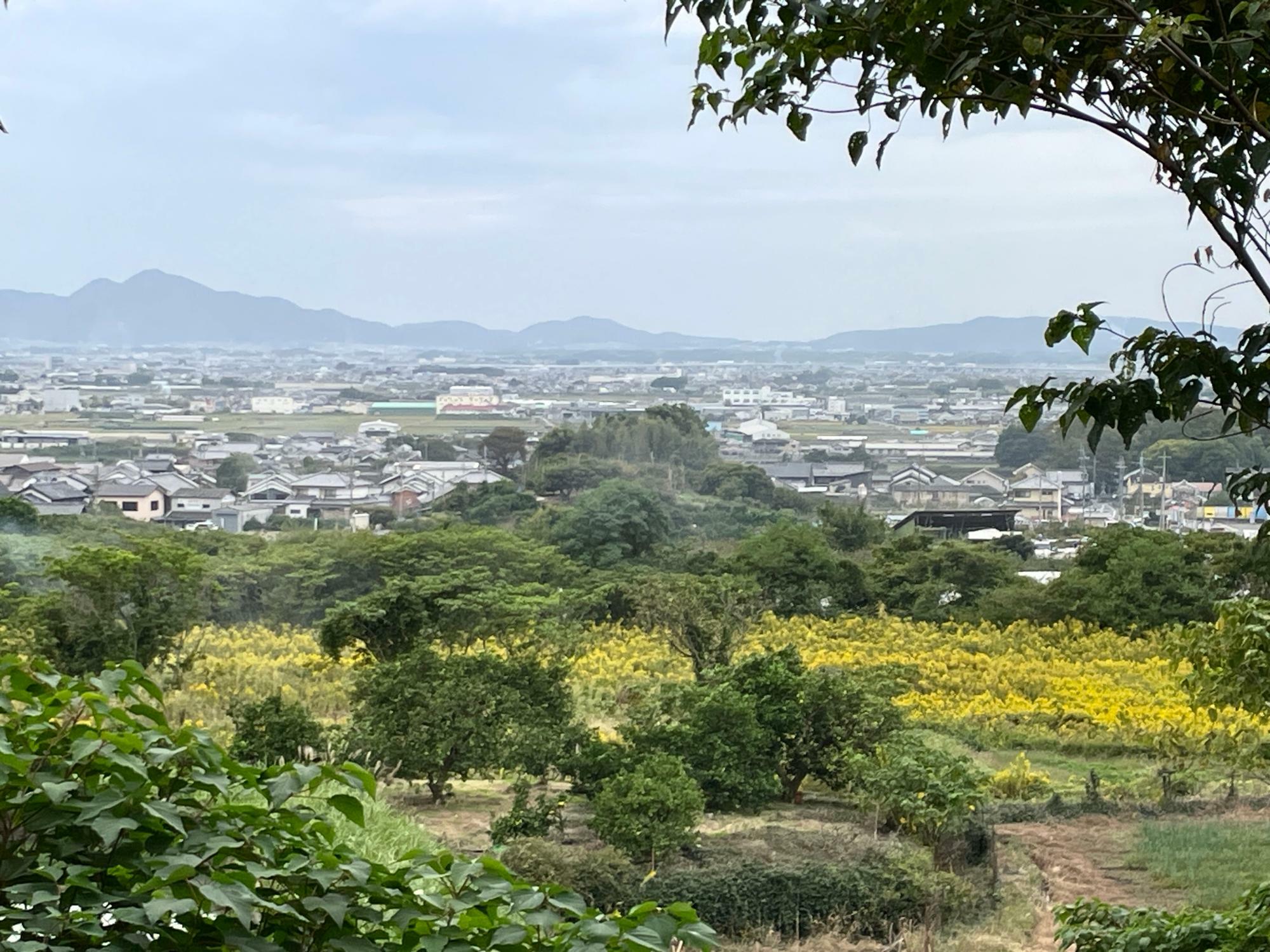 大和三山を臨める景色