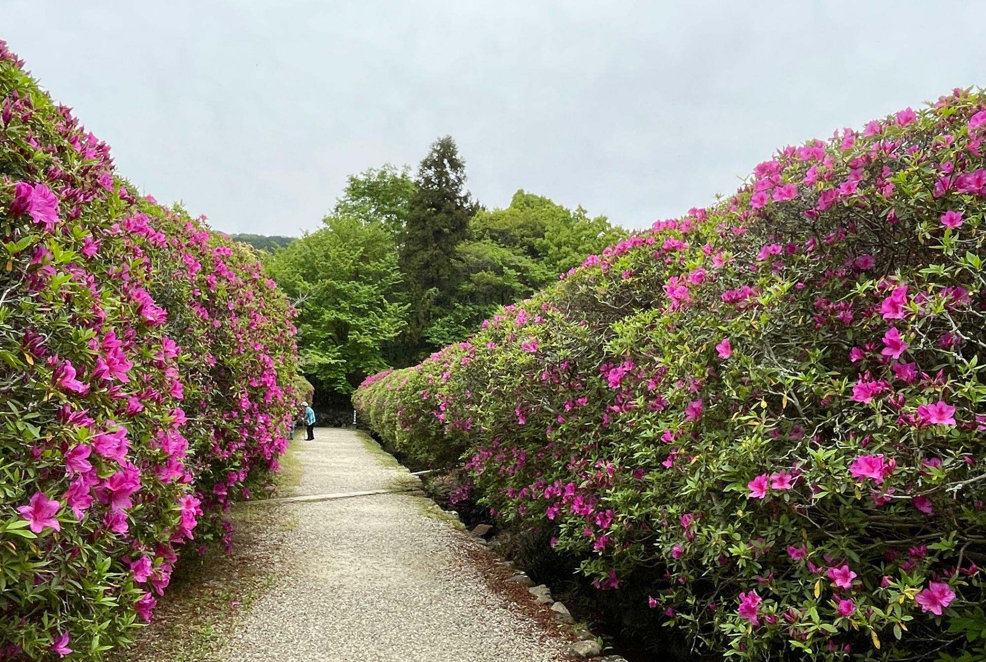 ４月撮影　参道沿いのツツジの生垣