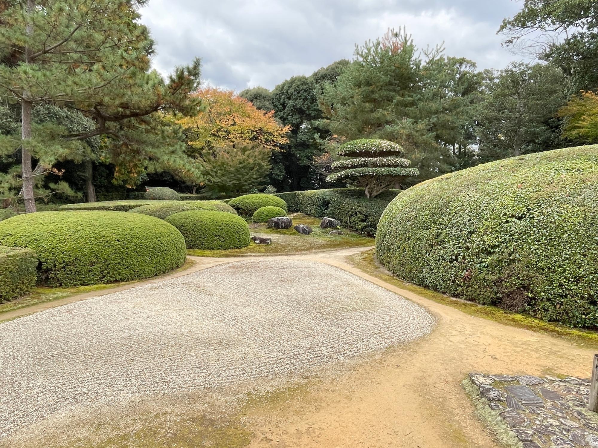 美しく刈り込まれたさつきの奥には桜の紅葉が望める