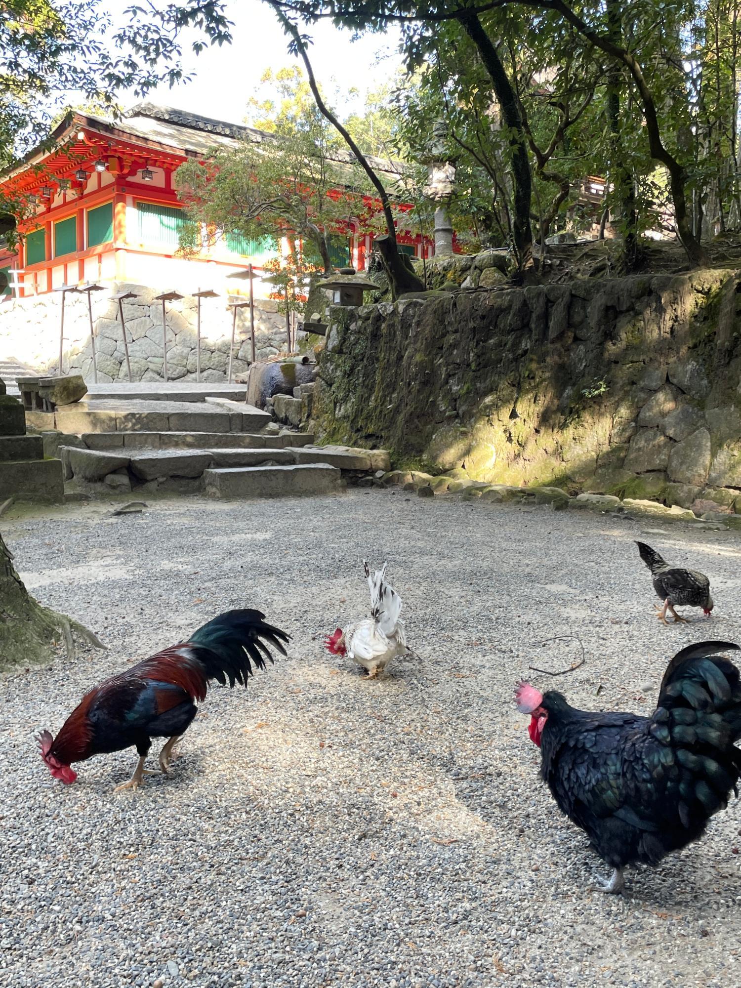 放し飼いのニワトリがにぎやか