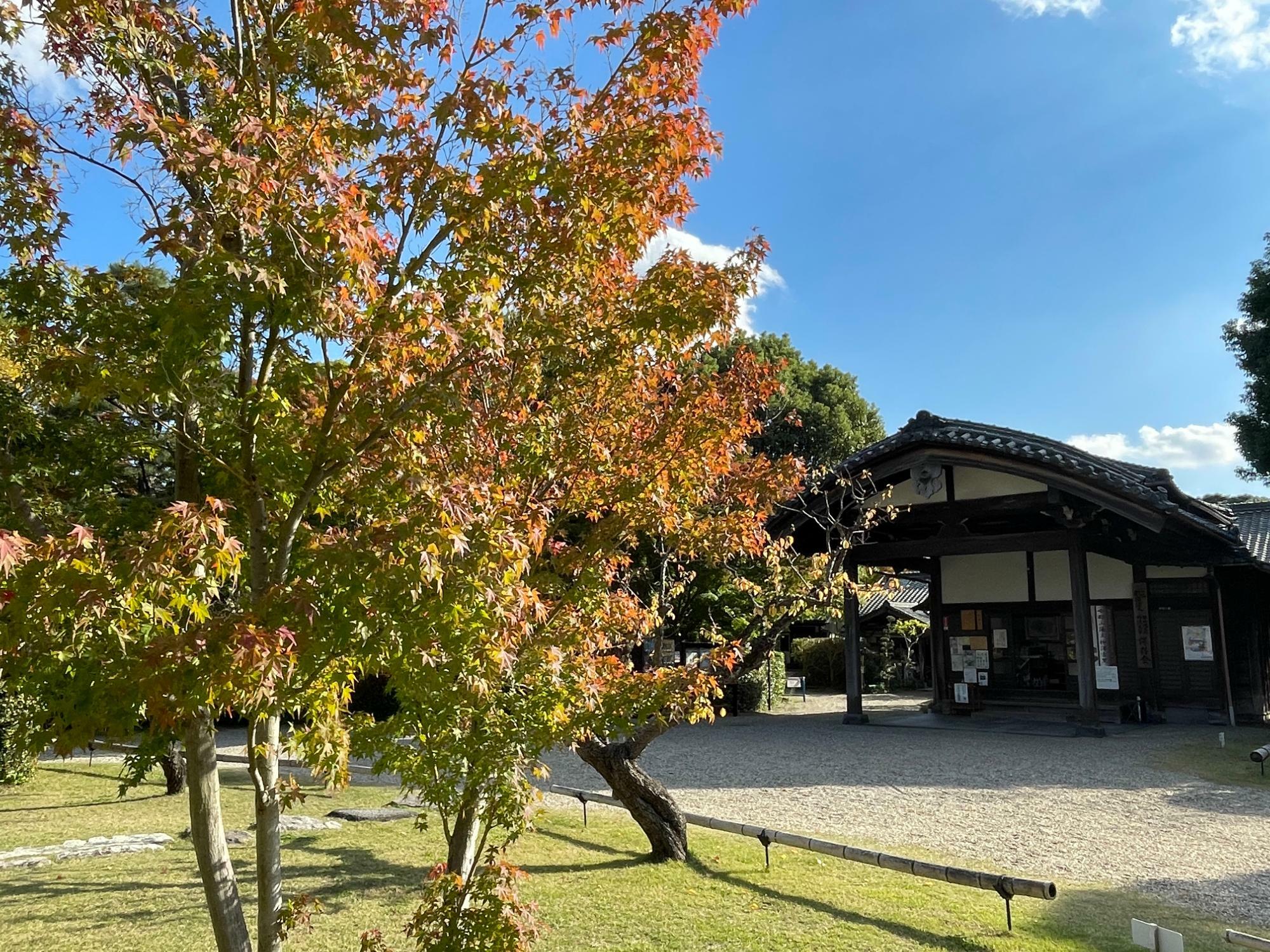 柳澤文庫前のもみじの紅葉