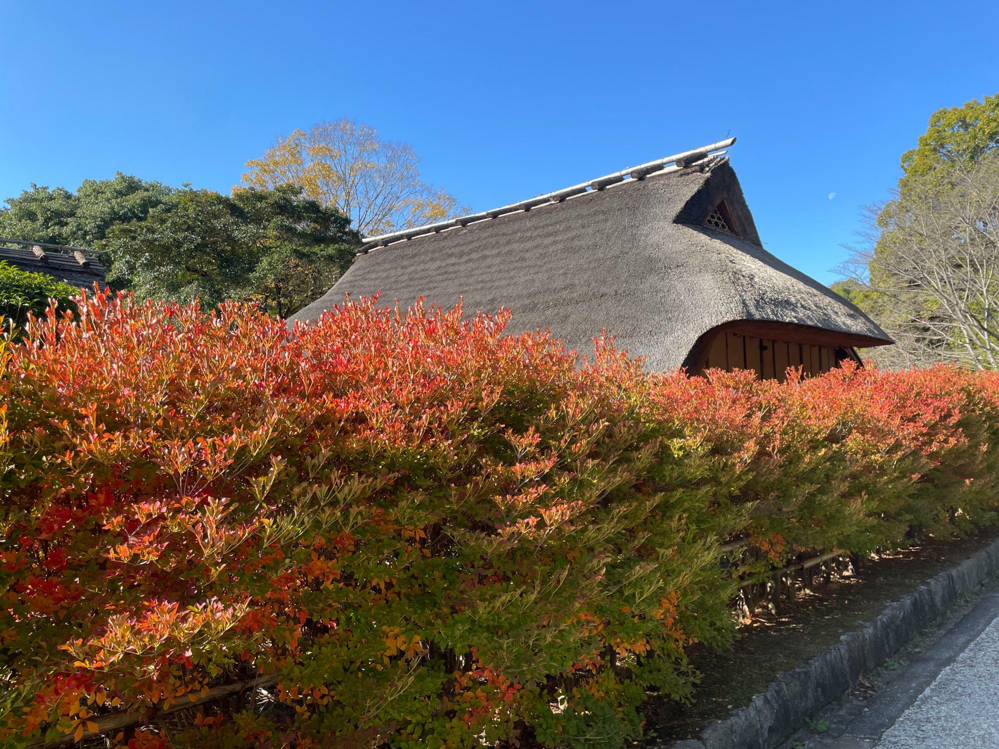 瓦葺き屋根と紅葉がベストマッチ！