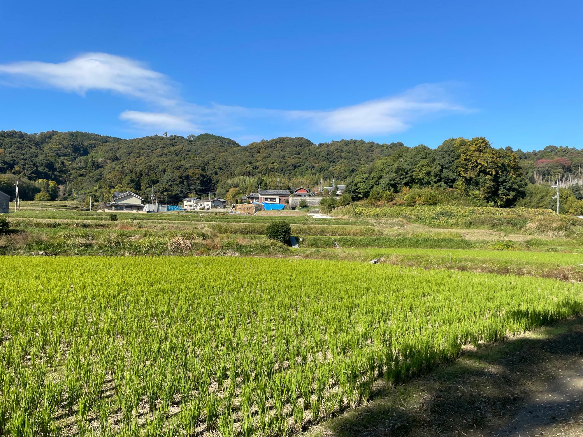 これぞ日本の原風景！