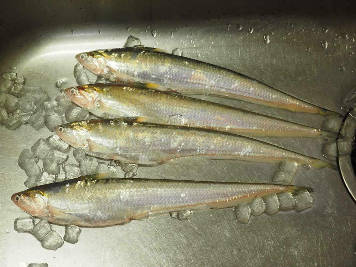 幻の魚エツ。有明海の固有種で5月から7月にかけて筑後川下流域で漁獲され、料理を楽しむことができます。