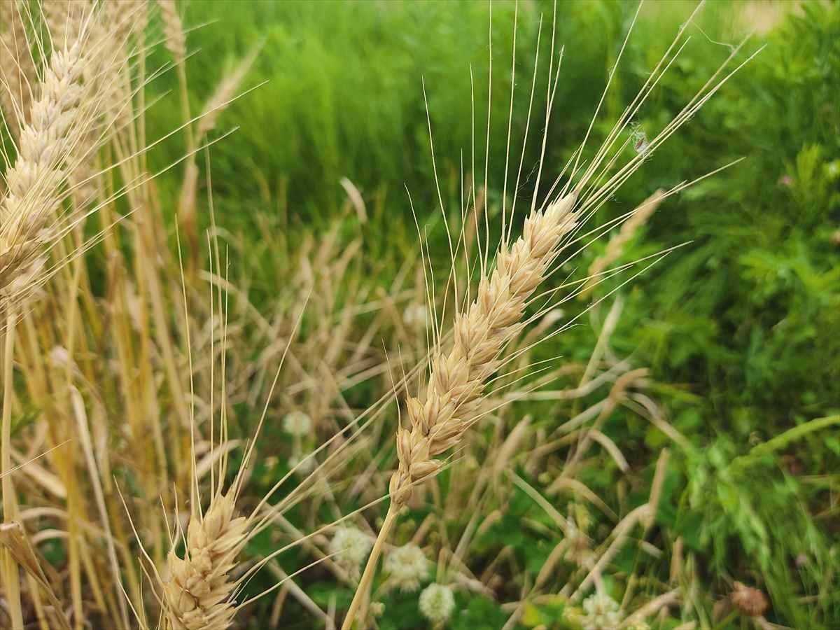 収穫前の麦の穂