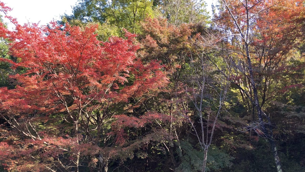 茨木市】秘密にしておきたい穴場の紅葉スポット、桜の苑「市街地 茨木市】秘密にしておきたい穴場の紅葉スポット、桜の苑「市街地
