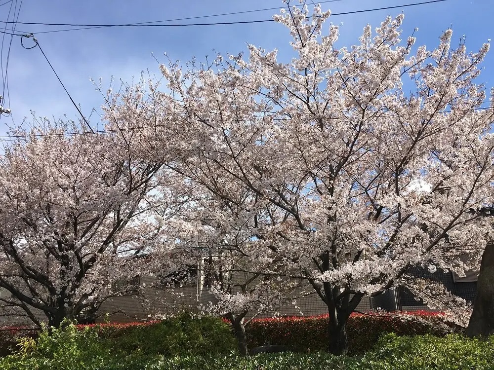 過去開催時の桜の様子