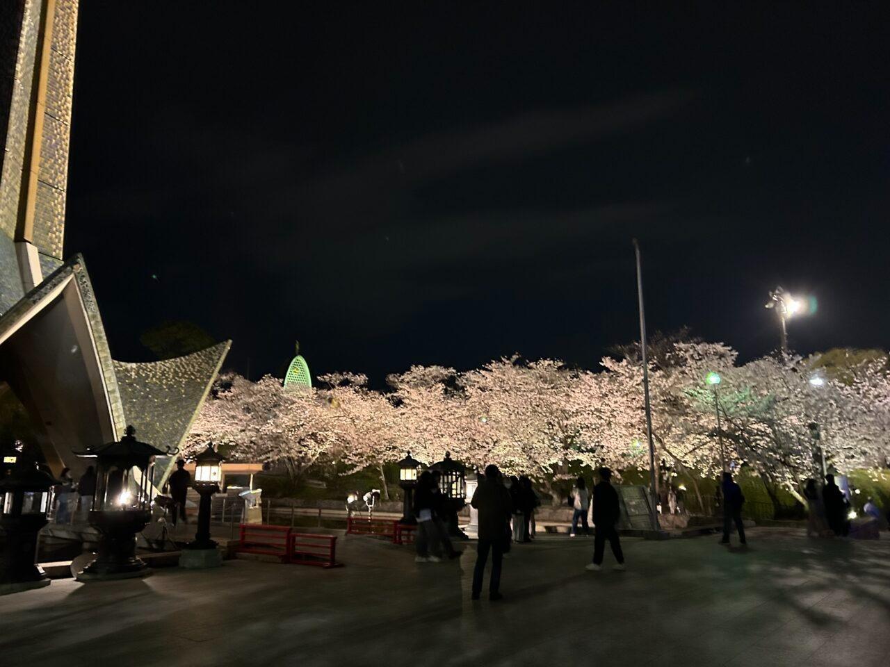 茨木市】「まだ間に合う！」穴場の夜桜名所 辯天さんのライト