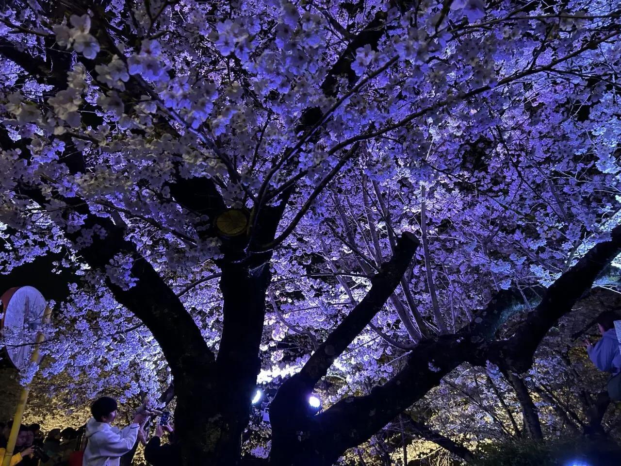 夜桜    様 🌃夜桜🌸 (@LoveYozakura) / X