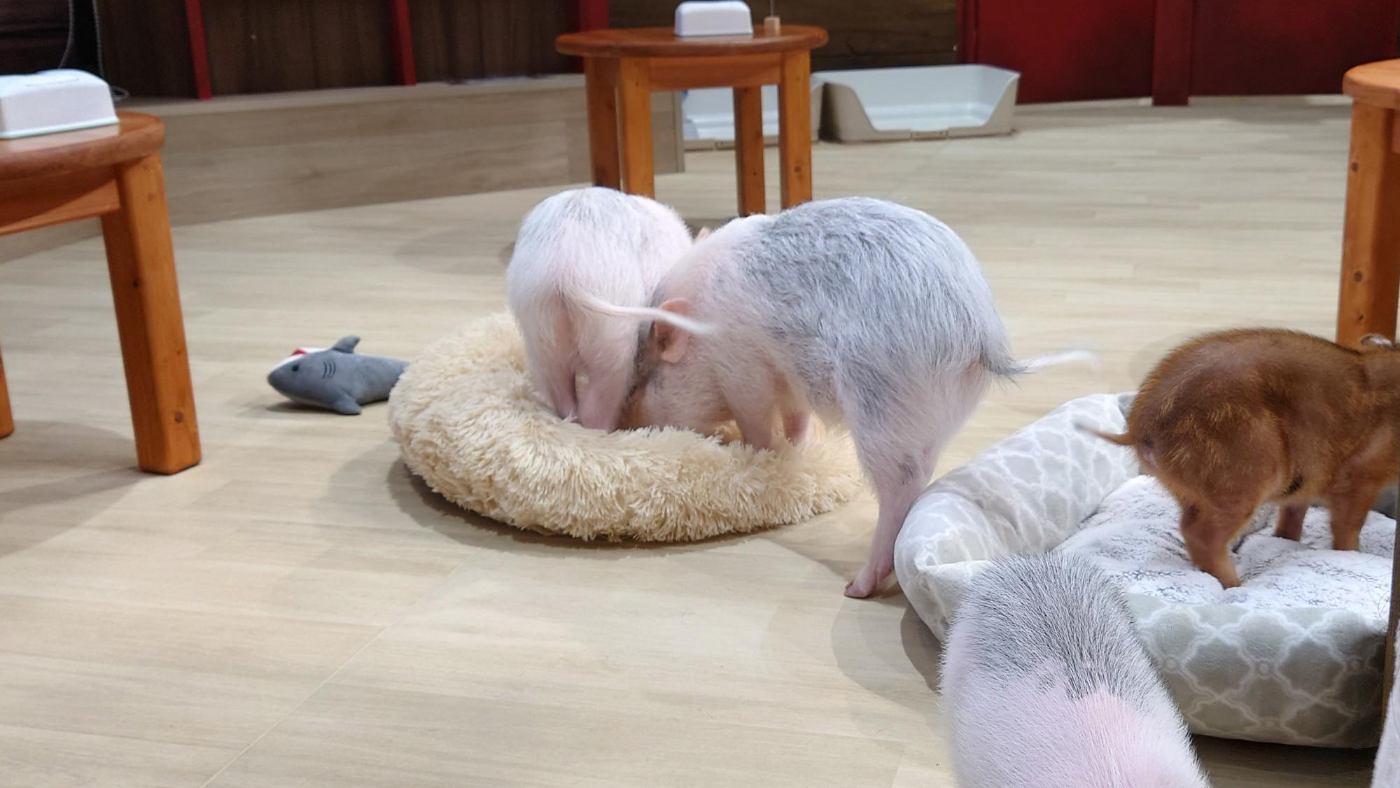 豚さん、とにかくお尻と尻尾がカワイイ