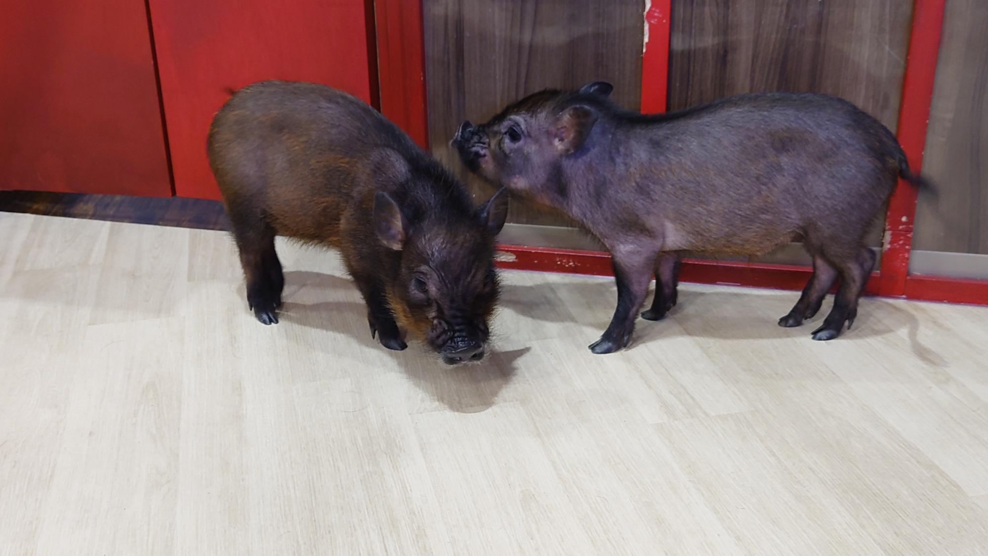 店内のあちこちで、豚さん同士が大騒ぎ