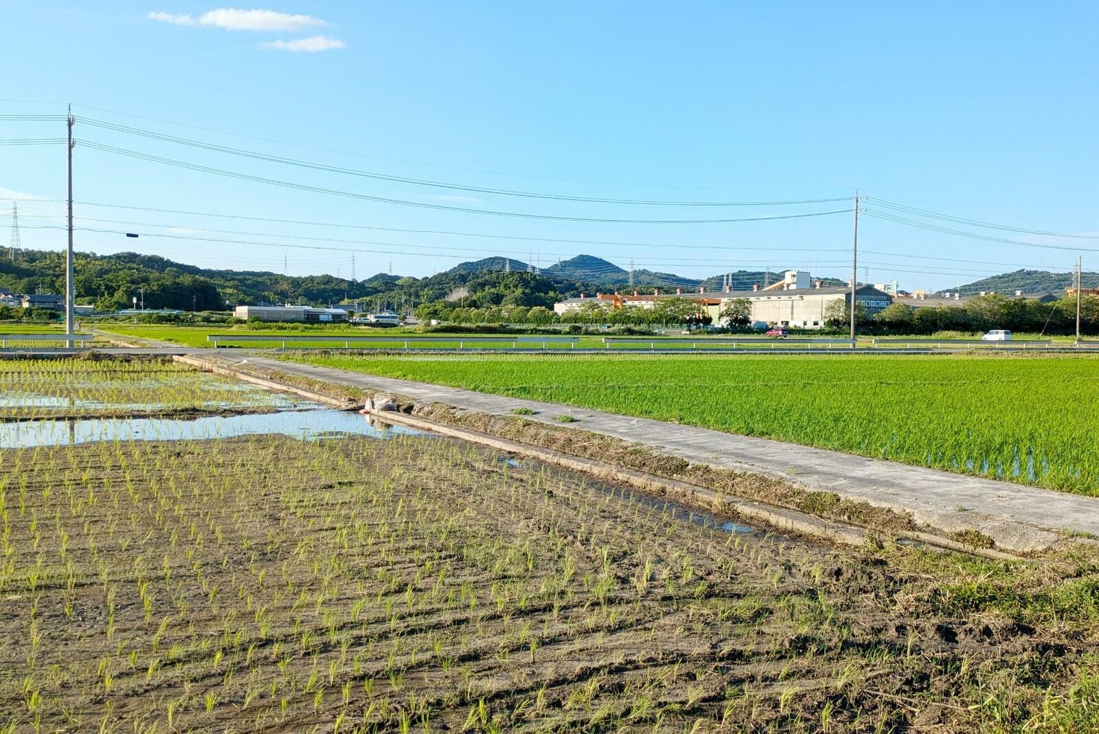 （本庄・池之内地区に広がる田んぼ）