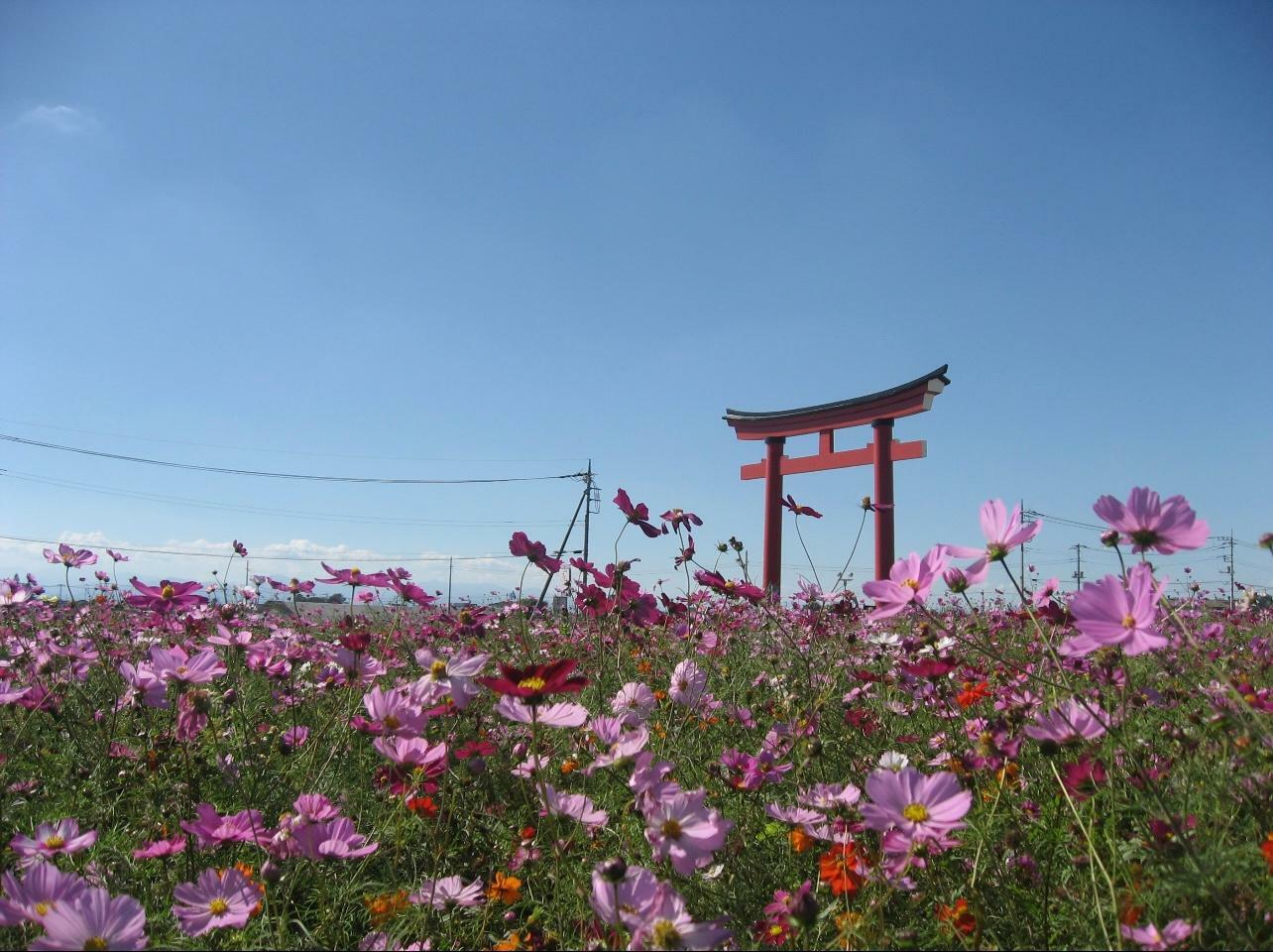 去年の様子（あずま支所様よりお借りしています）