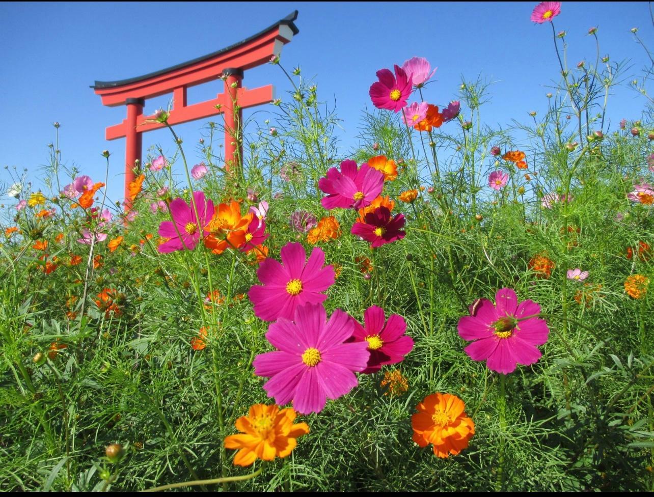 去年の様子（あずま支所様よりお借りしています）