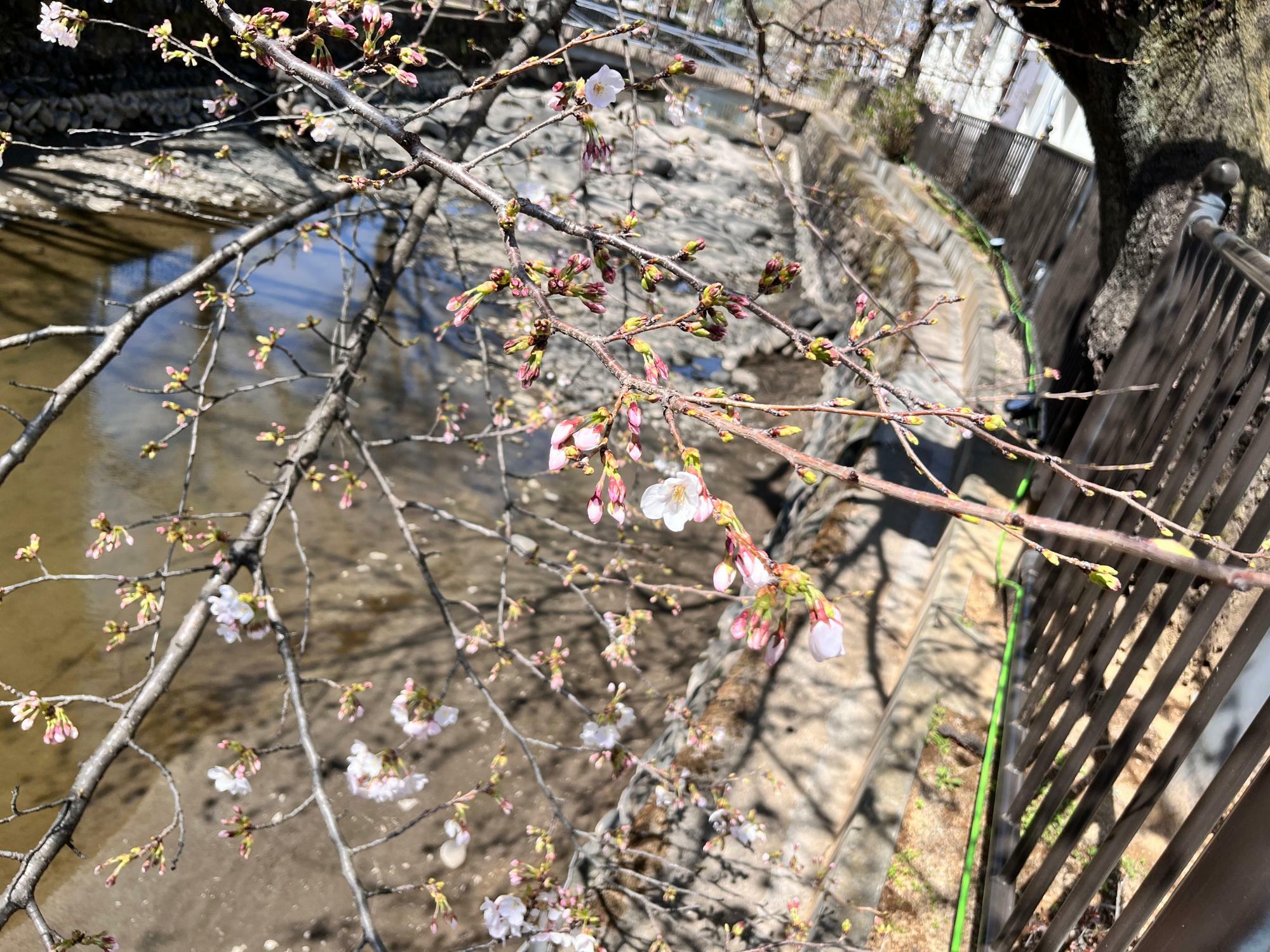 2024年3月末時点の広瀬川の桜の様子