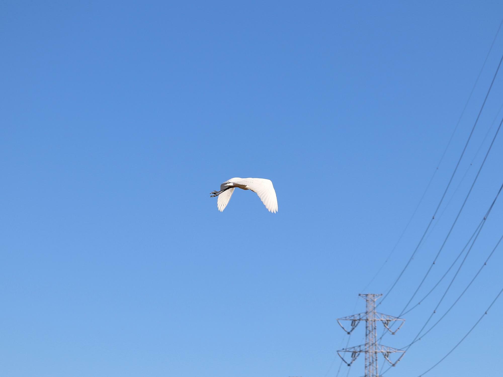 2021年1月撮影　藤沢市内を飛ぶ「白鷺」