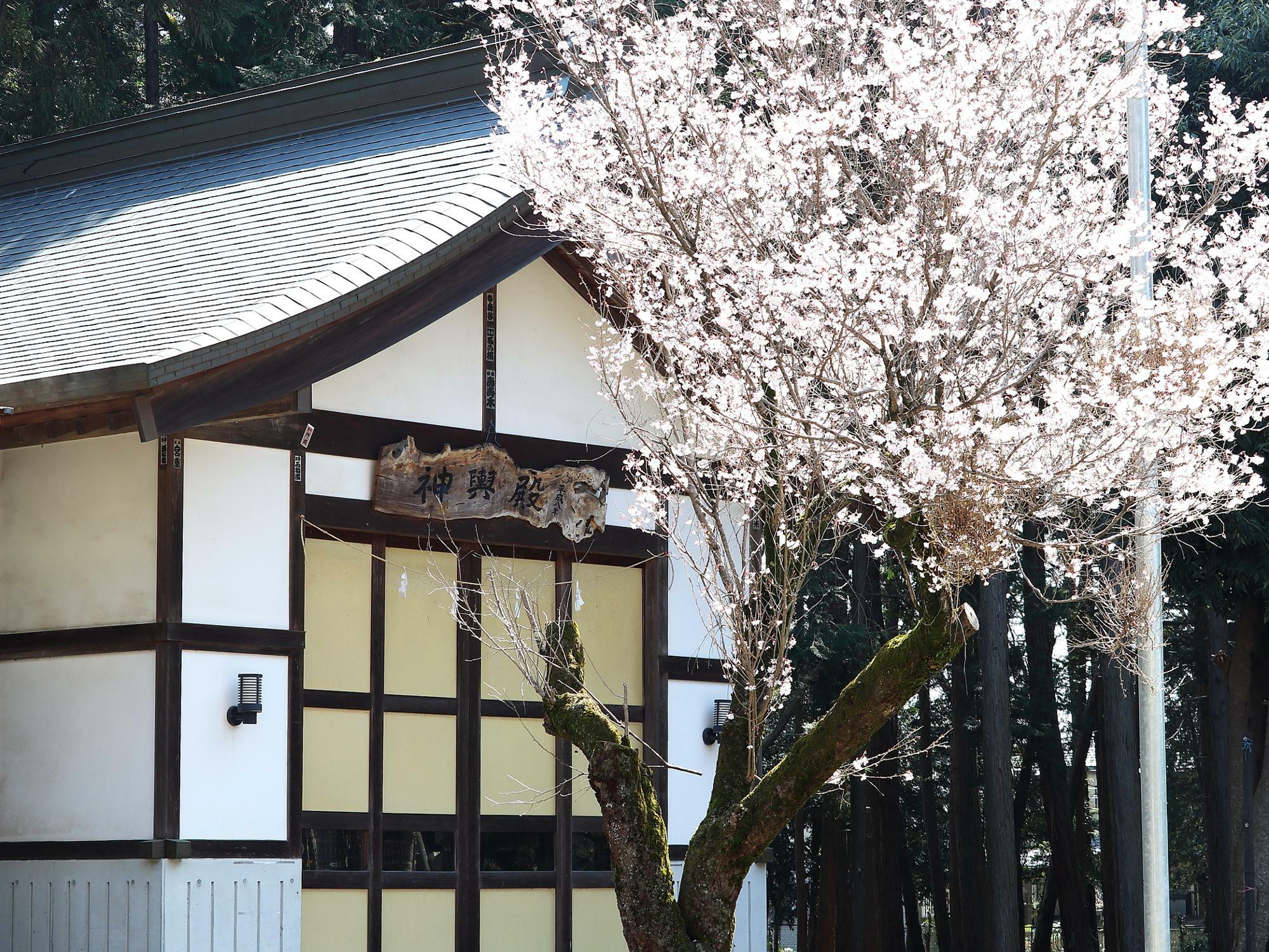 境内に咲く1本の桜の木と神輿殿