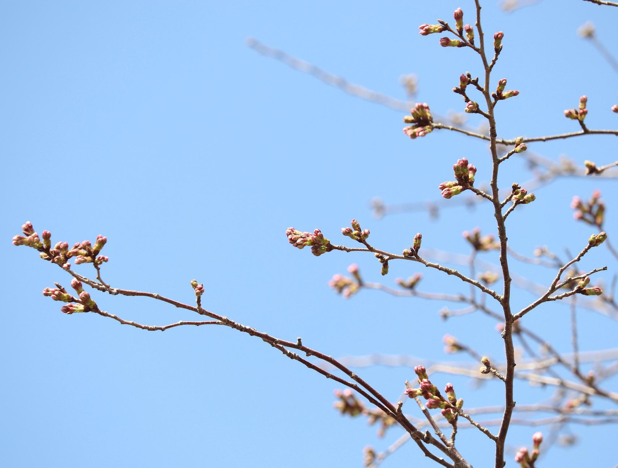 4月頃には、駐車場付近に植えられた桜も開花