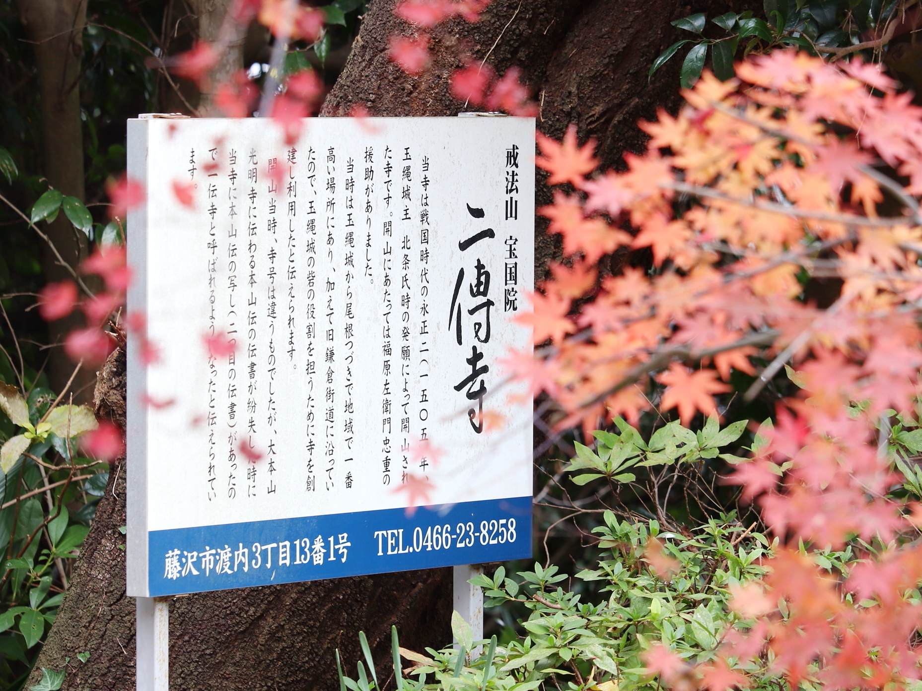 山門を彩る「紅葉」／2023年2月上旬撮影