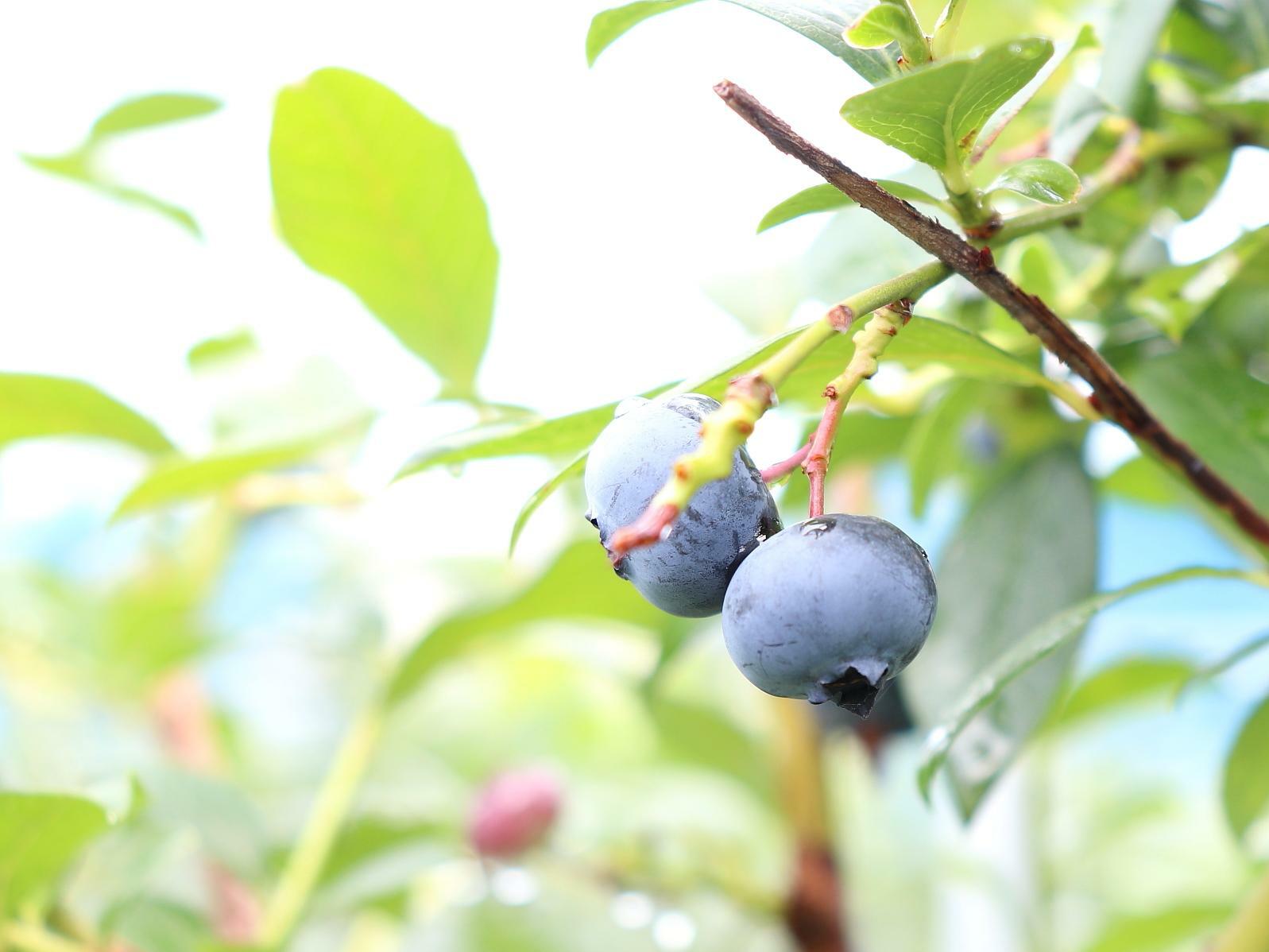 茎が赤くなった実が食べごろ