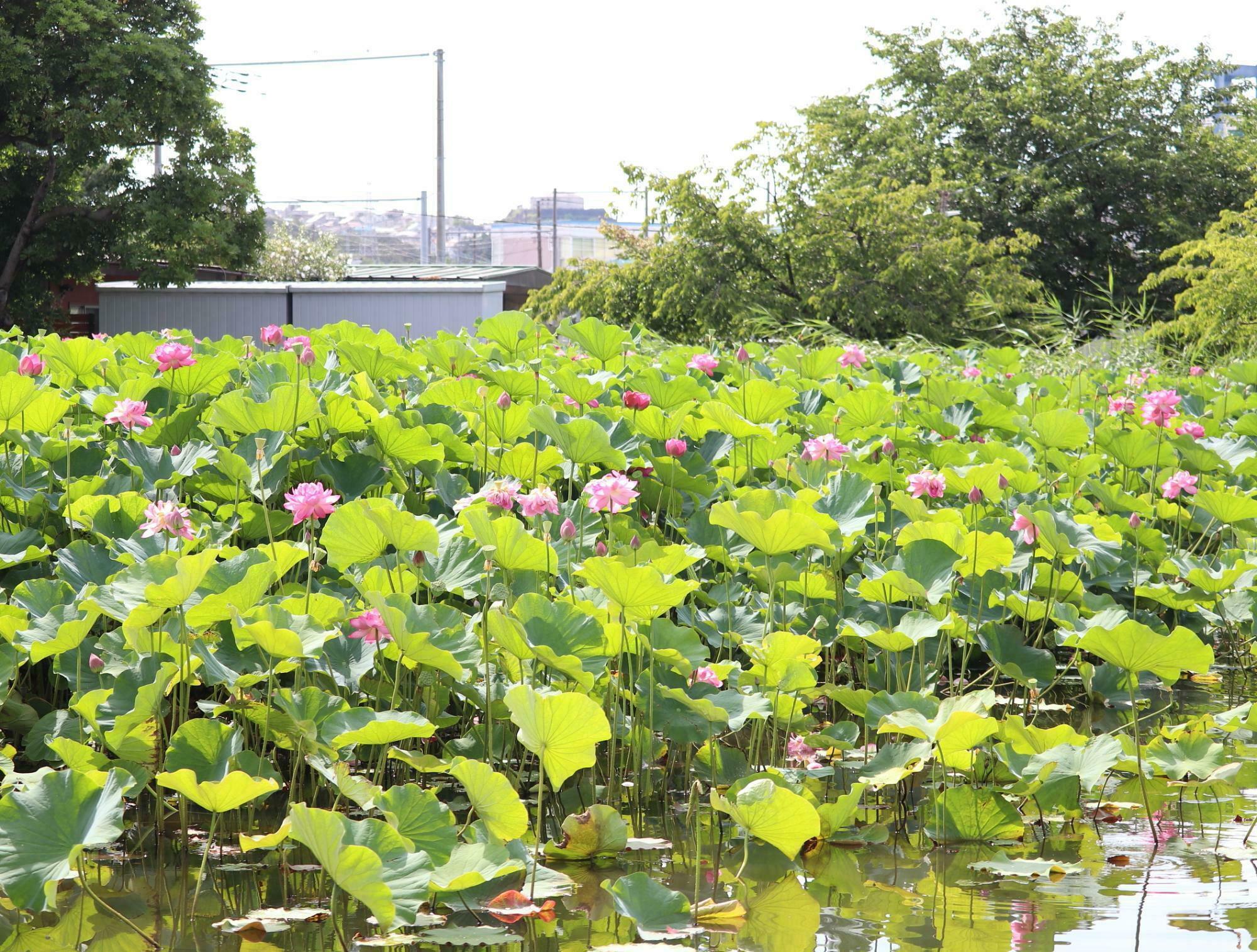 2024年7月撮影／早朝に開花する「はす」の花