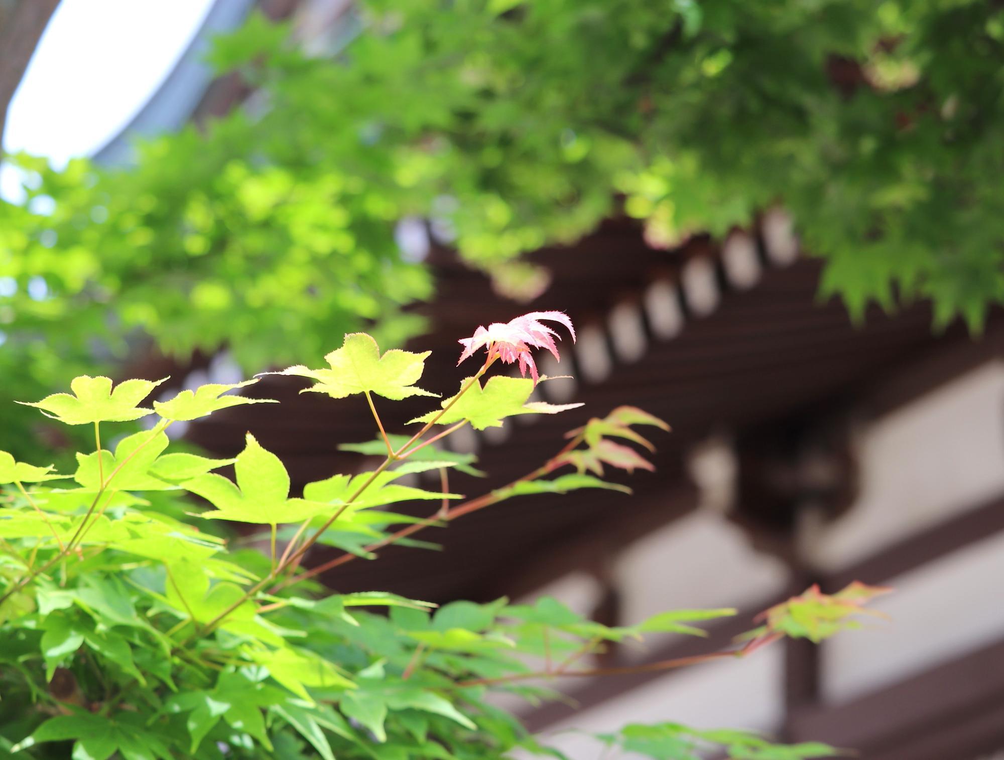 『妙善寺』の「紅葉」