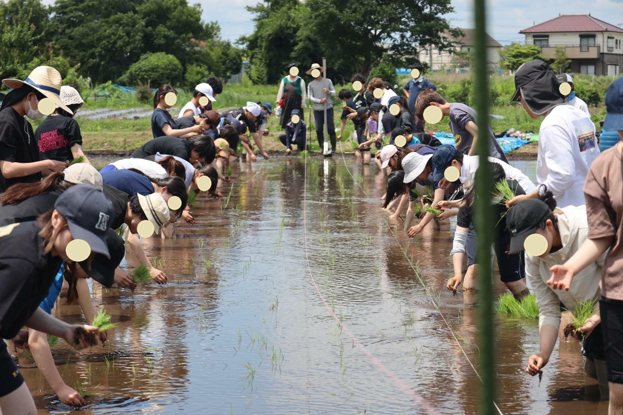 2024年6月上旬／田植え（お米の品種は、神奈川県の推奨品種米「キヌヒカリ」）