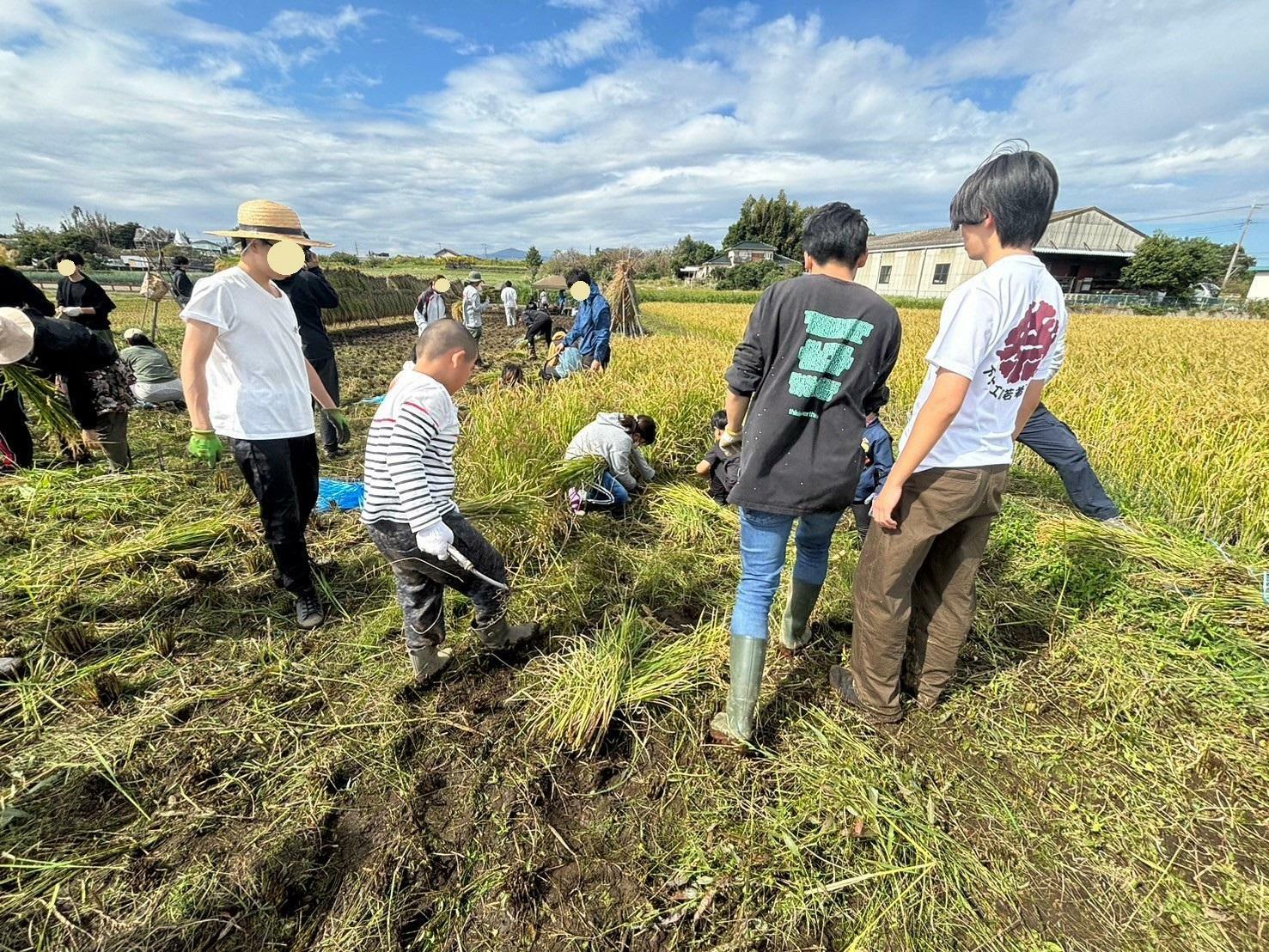 2024年10月中旬／稲刈り。大学生（卒業生を含む）や、地元の小学生など、多くの人が集まった